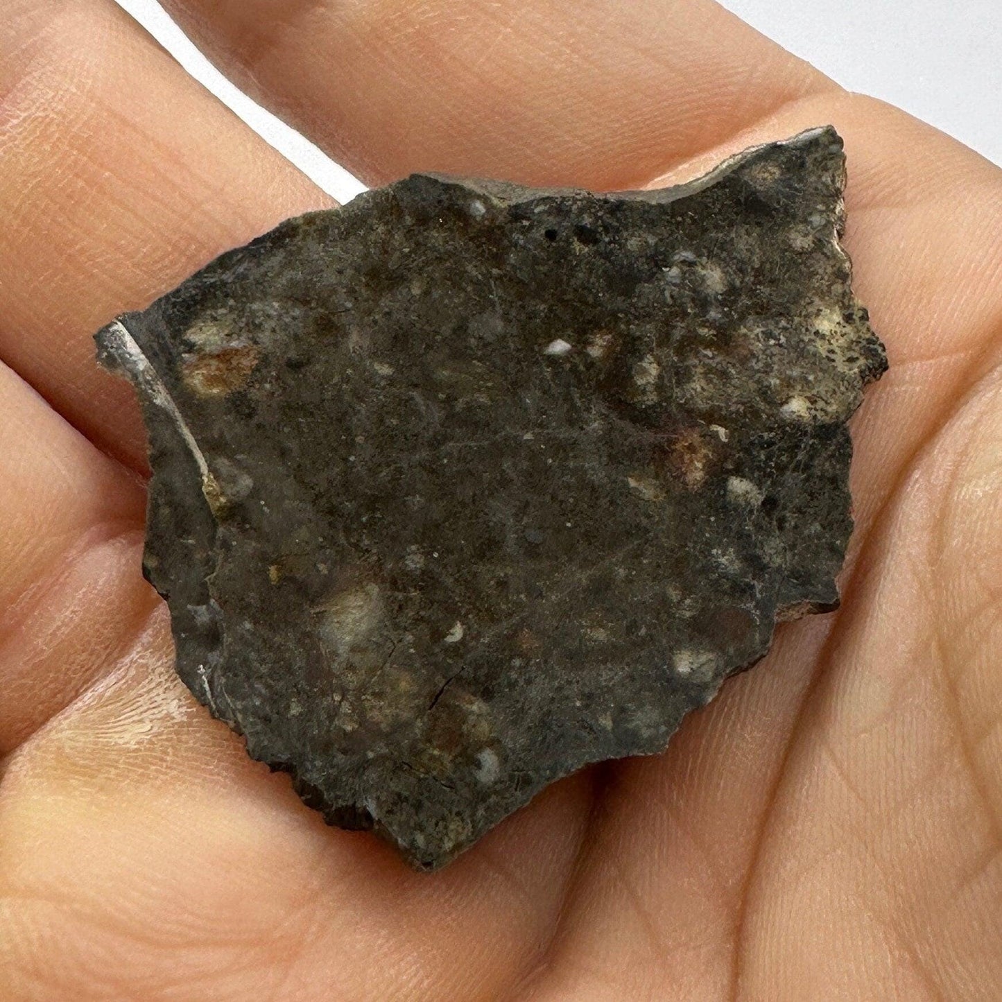 NWA 11182 Moon|Lunar Meteorite Slice, Rare Moon Meteorite, Moon, Astronomy Gift, Meteorite Collection, Feldspathic Breccia, 3.64 grams