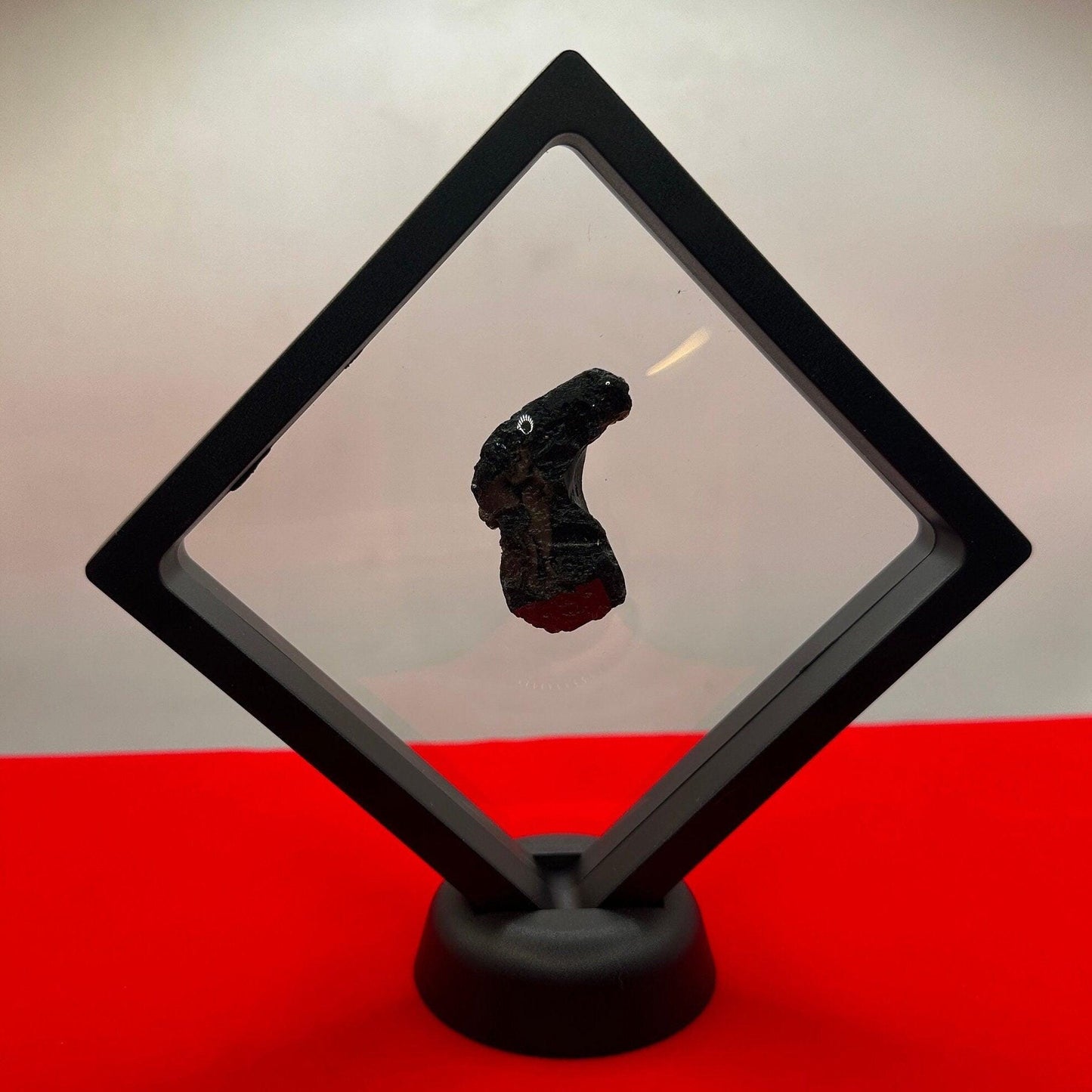 Display Case, Large Display Case, Mineral 3D Display Case with stand, Meteorite Collection, Rock Collection, Collection Display