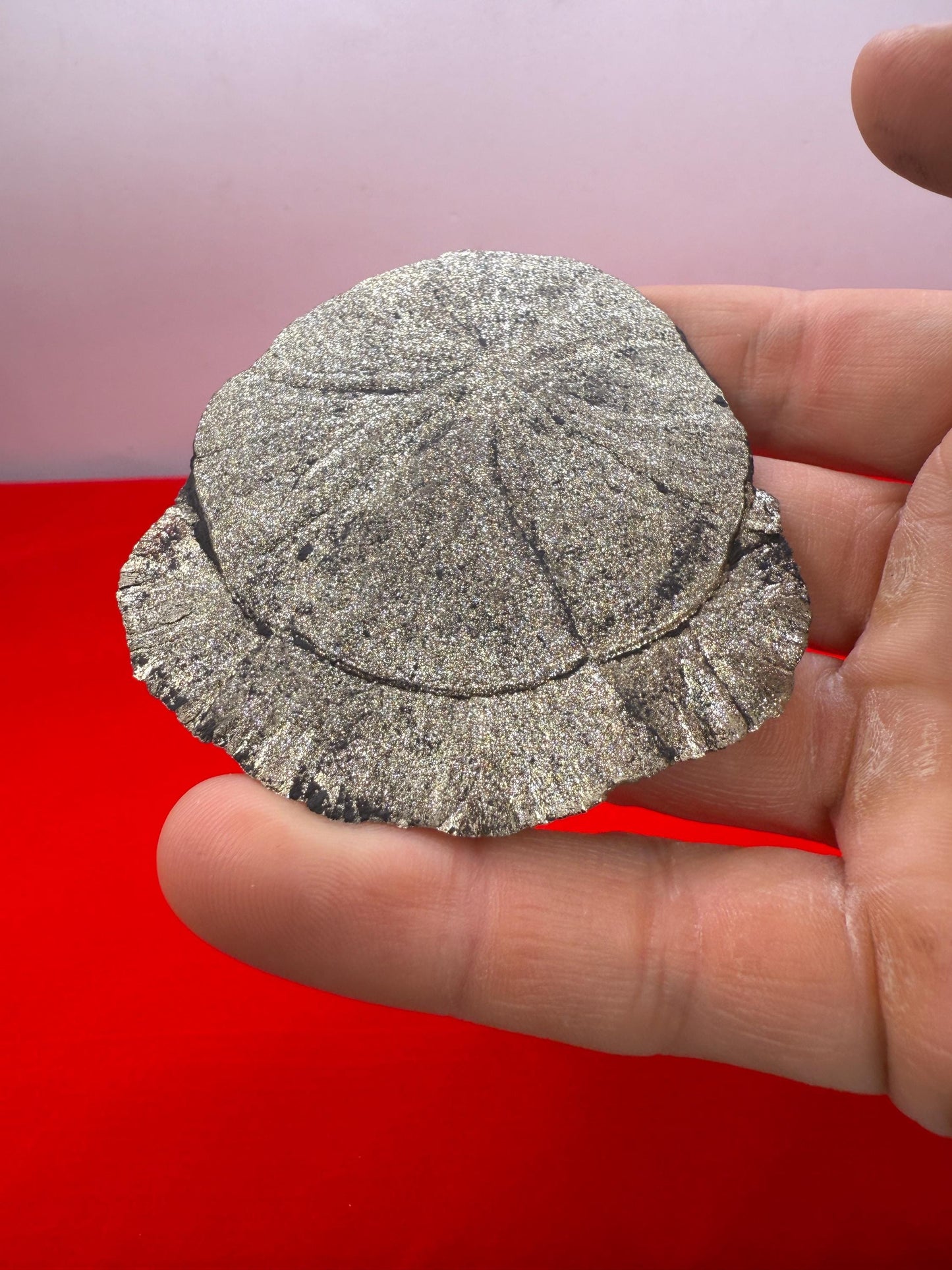 Pyrite Sun, Pyrite Dollar, Sparkling Pyrite, Rock Collection, Sparta Illinois, Radiant Sun, Abundance, Creativity, Energy Work, 67.38 Grams