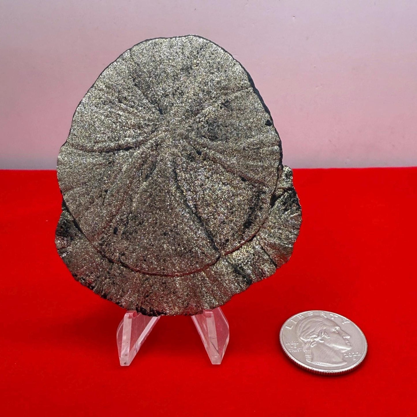 Pyrite Sun, Pyrite Dollar, Sparkling Pyrite, Rock Collection, Sparta Illinois, Radiant Sun, Abundance, Creativity, Energy Work, 67.38 Grams