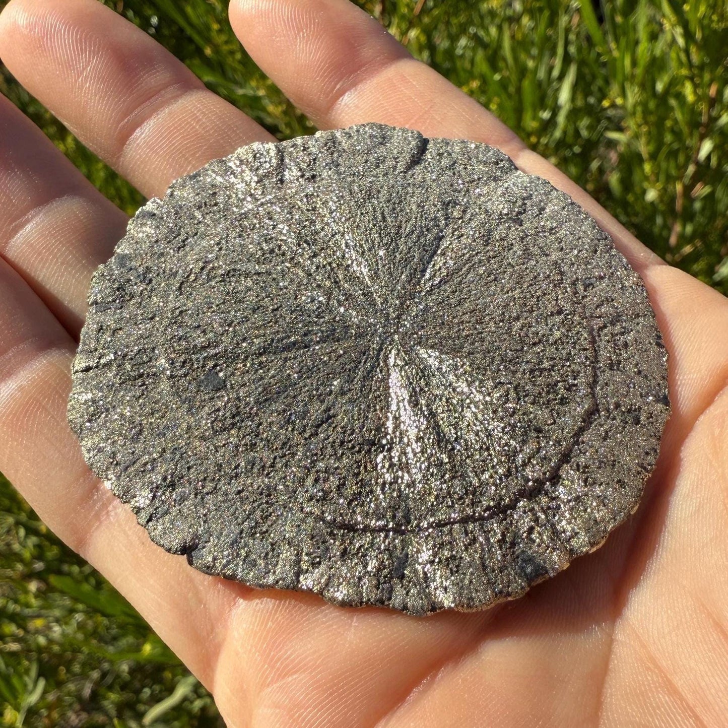 Sparkling Pyrite Sun, Pyrite Dollar, Pyrite, Rock Collection, Sparta Illinois, Radiant Sun, Abundance, Creativity, Energy Work, 60.08 Grams