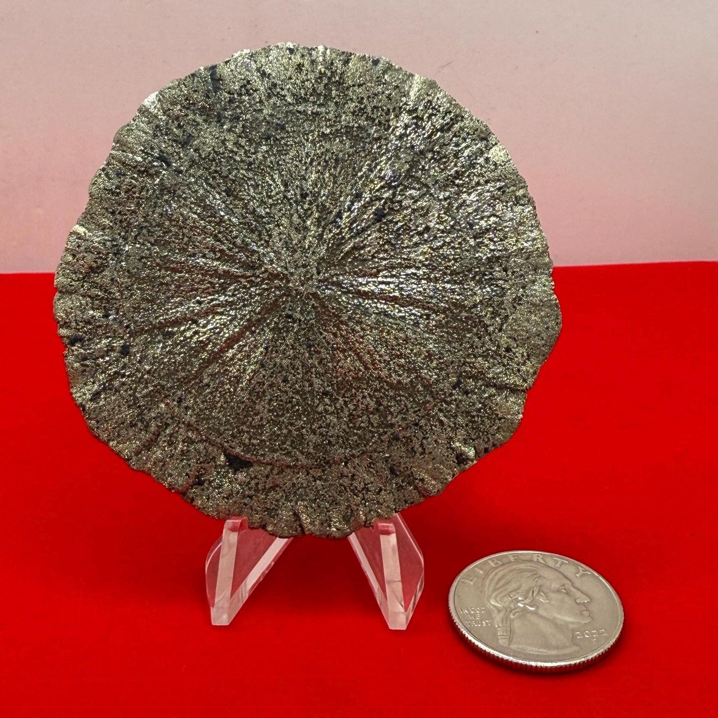 Sparkling Pyrite Sun, Pyrite Dollar, Pyrite, Rock Collection, Sparta Illinois, Radiant Sun, Abundance, Creativity, Energy Work, 60.08 Grams