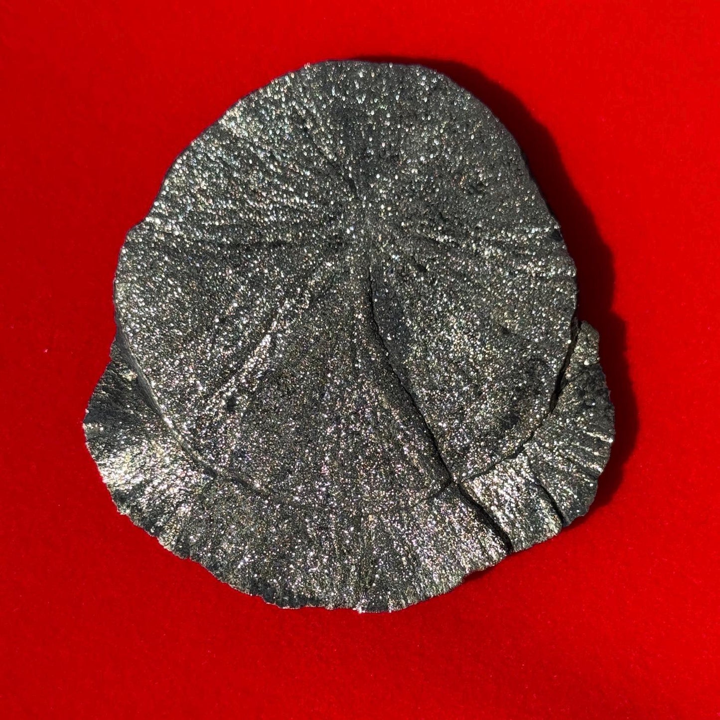Pyrite Sun, Pyrite Dollar, Sparkling Pyrite, Rock Collection, Sparta Illinois, Radiant Sun, Abundance, Creativity, Energy Work, 67.38 Grams