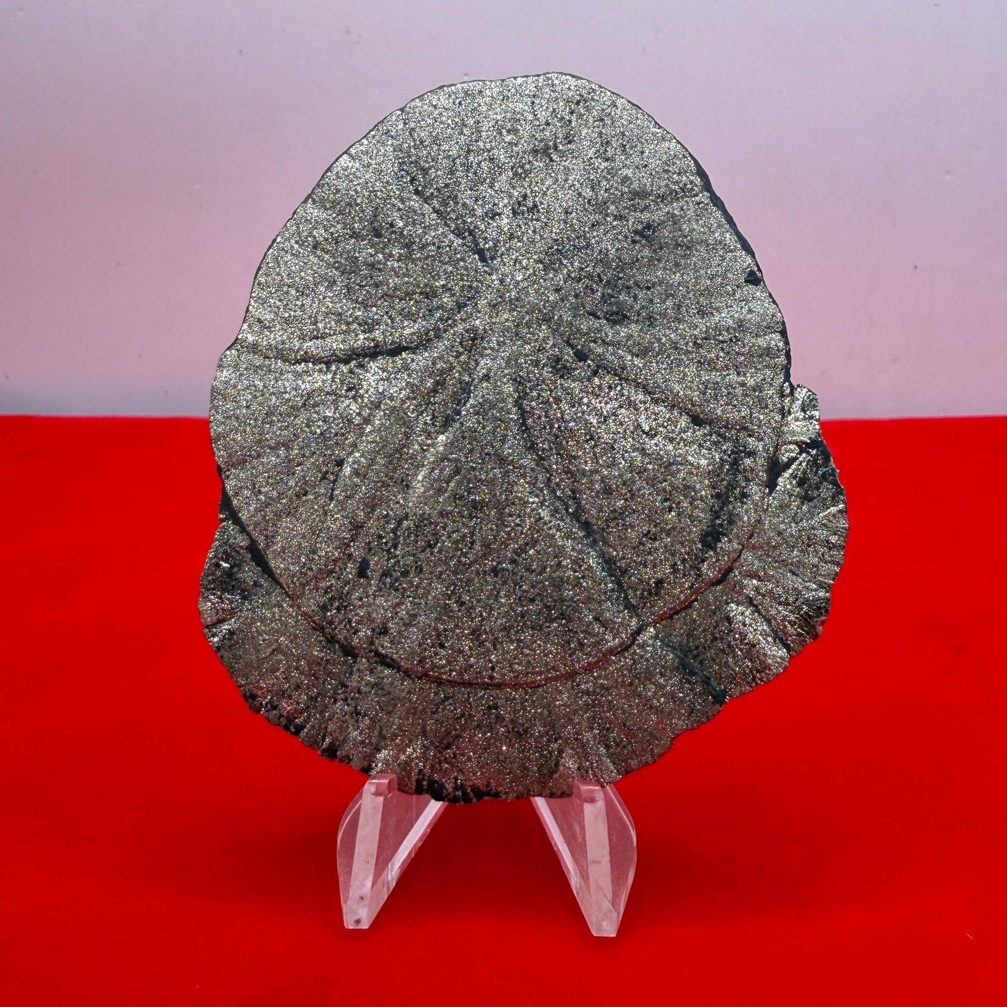 Pyrite Sun, Pyrite Dollar, Sparkling Pyrite, Rock Collection, Sparta Illinois, Radiant Sun, Abundance, Creativity, Energy Work, 67.38 Grams
