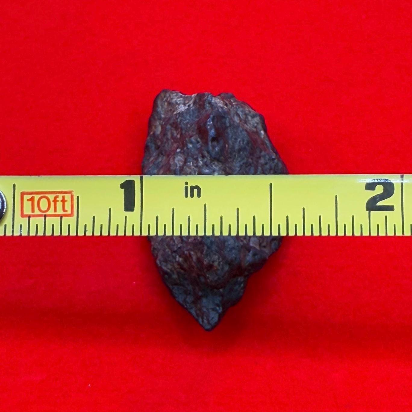 Meteorite NWA 869 Chondrite Stony Meteorite, 8.72 grams, Authentic Meteorite, Authentic Meteorite, COA, Astronomy Gift, Space Gift