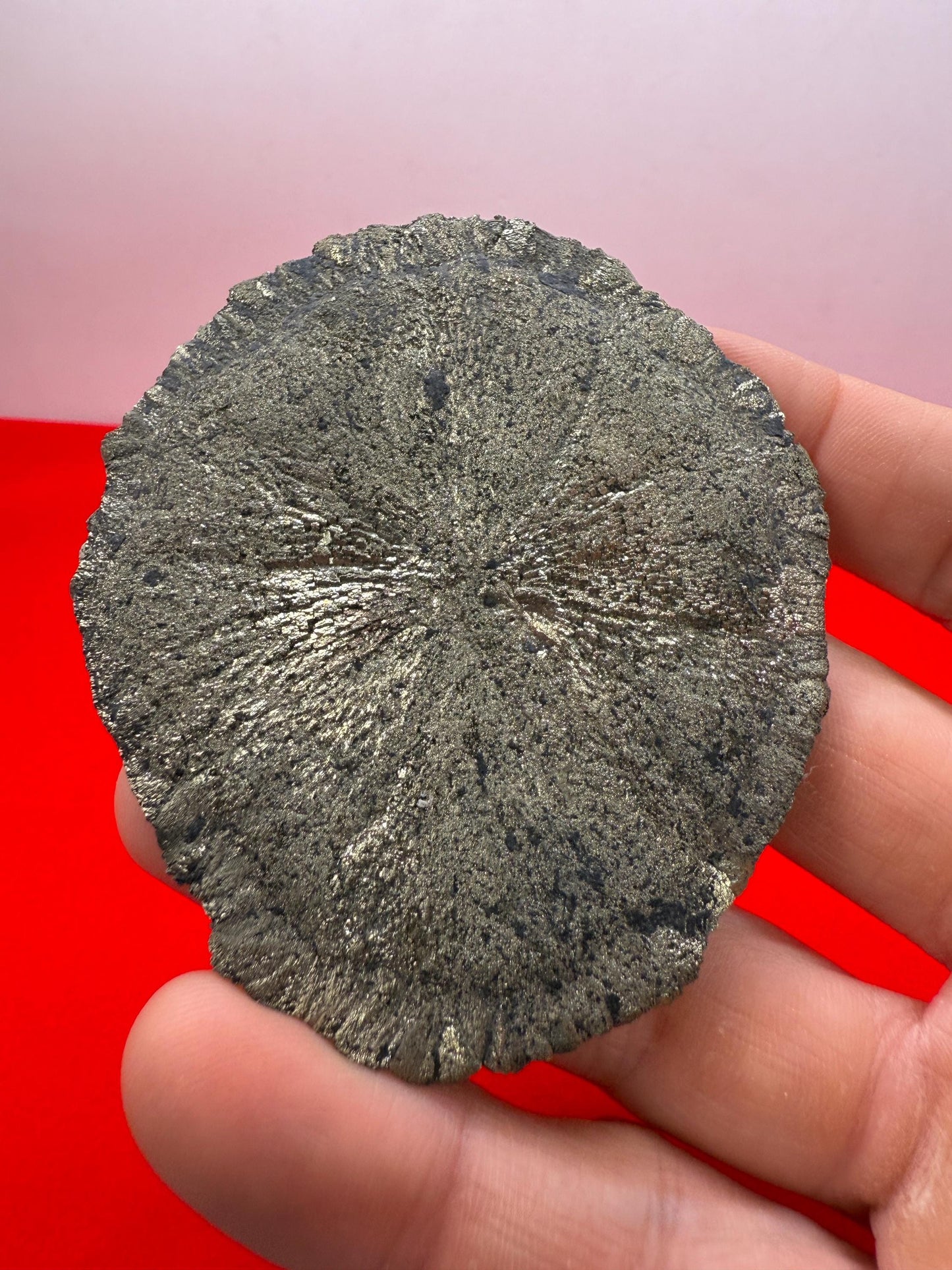 Sparkling Pyrite Sun, Pyrite Dollar, Pyrite, Rock Collection, Sparta Illinois, Radiant Sun, Abundance, Creativity, Energy Work, 83.81 Grams