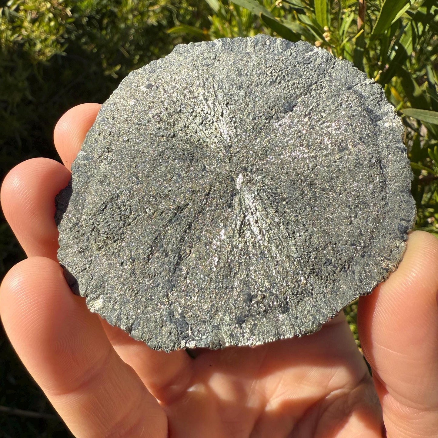 Sparkling Pyrite Sun, Pyrite Dollar, Pyrite, Rock Collection, Sparta Illinois, Radiant Sun, Abundance, Creativity, Energy Work, 83.81 Grams