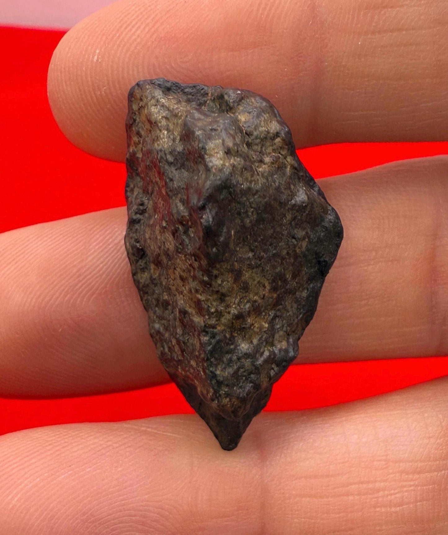 Meteorite NWA 869 Chondrite Stony Meteorite, 8.72 grams, Authentic Meteorite, Authentic Meteorite, COA, Astronomy Gift, Space Gift