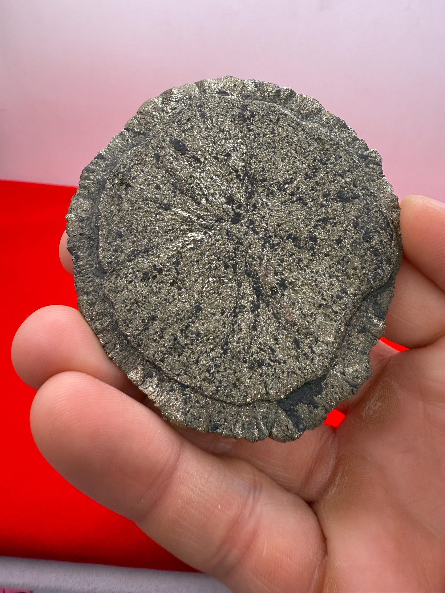 Sparkling Pyrite Sun, Pyrite Dollar, Pyrite, Rock Collection, Sparta Illinois, Radiant Sun, Abundance, Creativity, Energy Work, 83.81 Grams