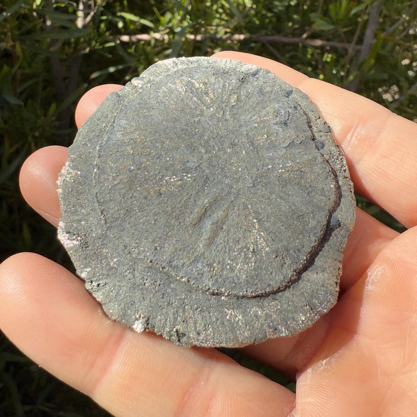 Sparkling Pyrite Sun, Pyrite Dollar, Pyrite, Rock Collection, Sparta Illinois, Radiant Sun, Abundance, Creativity, Energy Work, 75.90 Grams