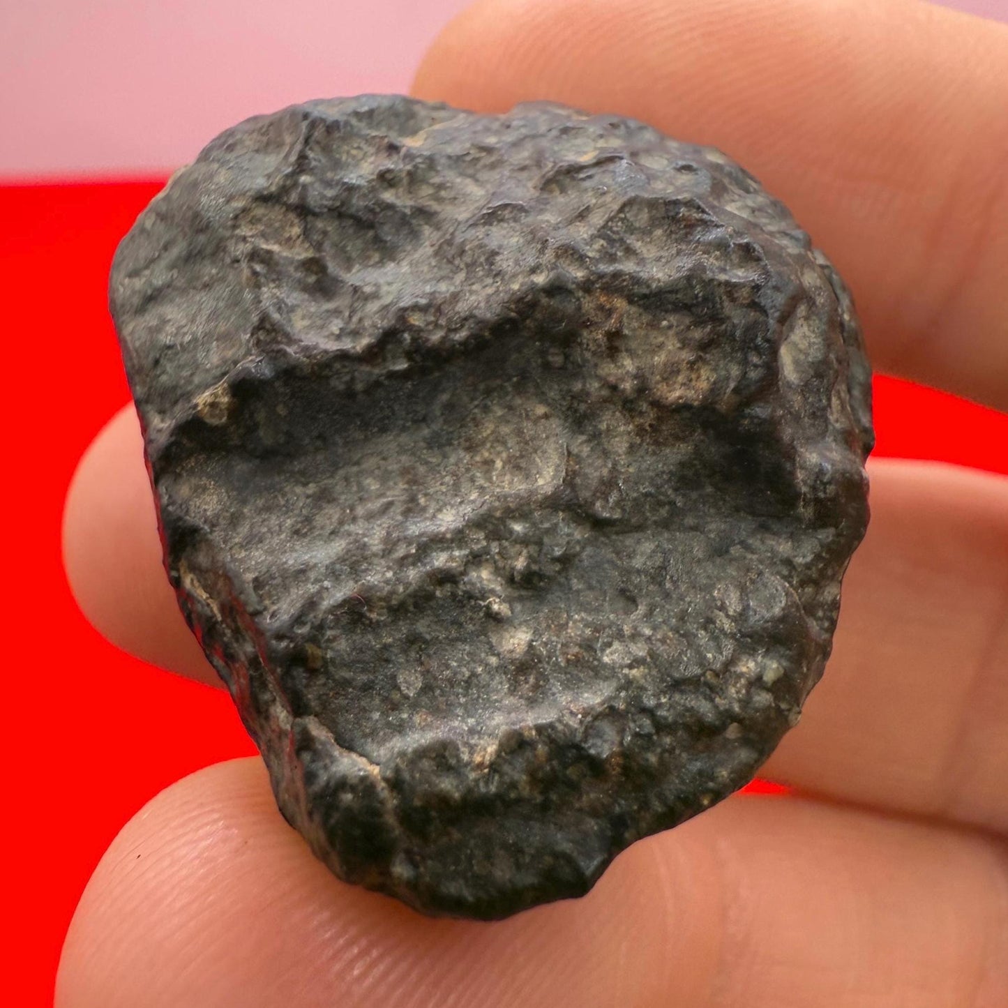 Meteorite NWA 869 Chondrite Stony Meteorite, 27.65 grams, Authentic Meteorite, Meteorite Collection, COA, Astronomy Gift, Space Gift