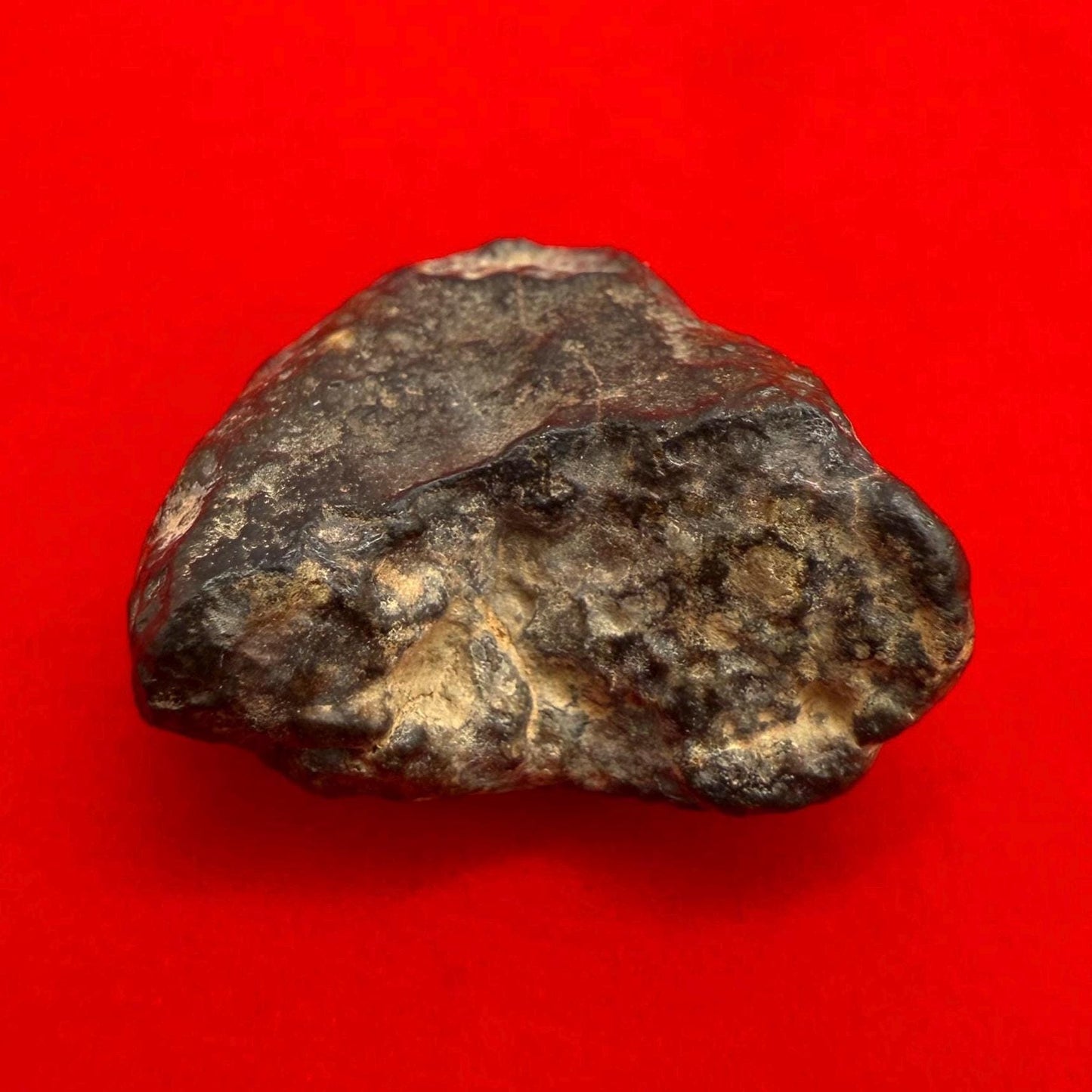 Meteorite NWA 869 Chondrite Stony Meteorite, 5.46 grams, Authentic Meteorite, Authentic Meteorite, COA, Astronomy Gift, Space Gift