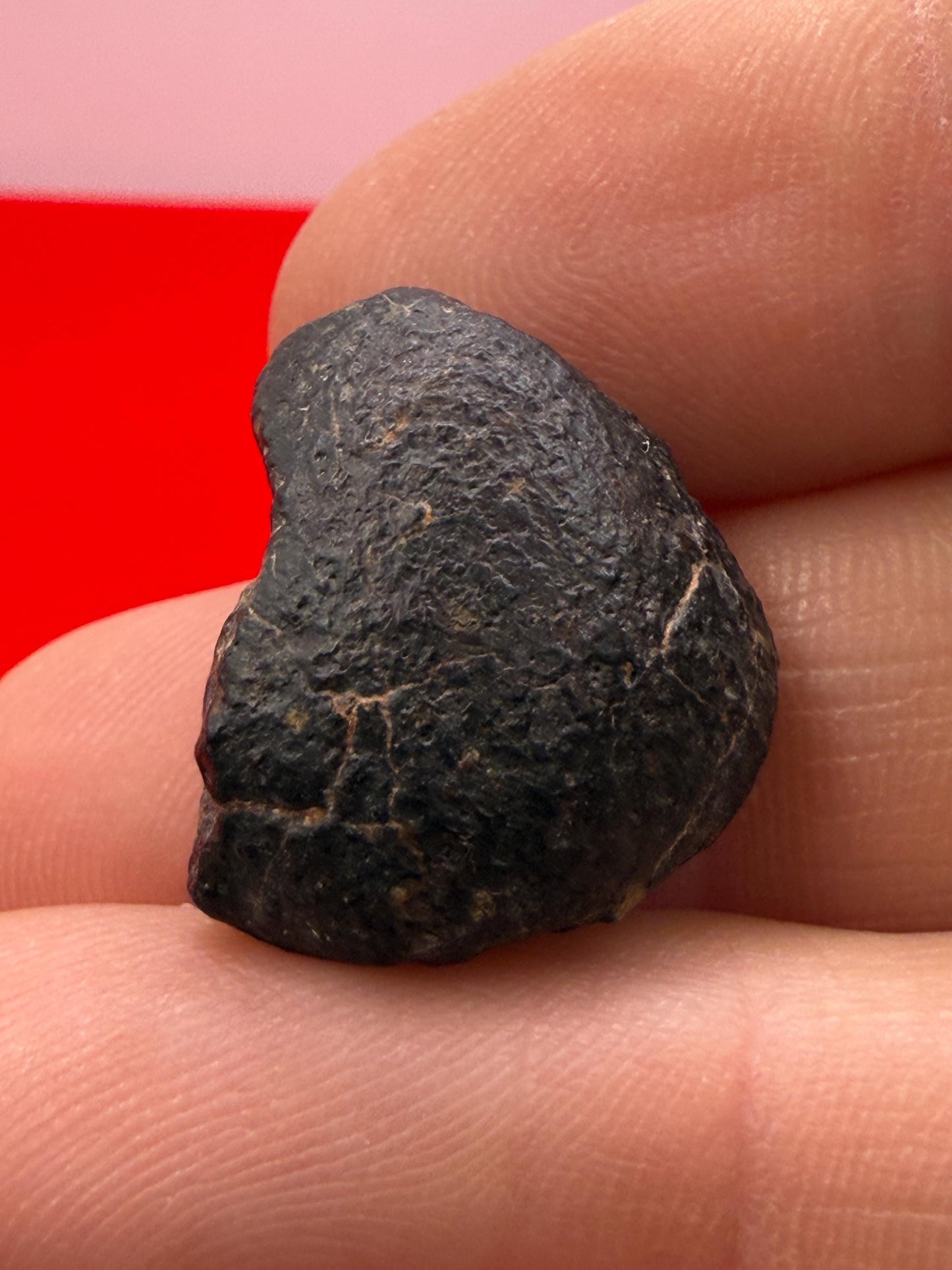 Meteorite NWA 869 Chondrite Stony Meteorite, 5.46 grams, Authentic Meteorite, Authentic Meteorite, COA, Astronomy Gift, Space Gift