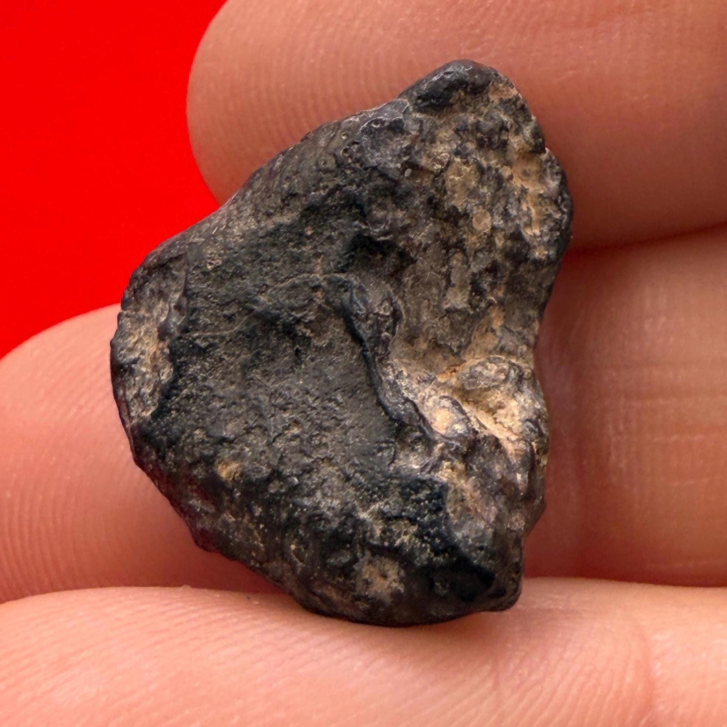 Meteorite NWA 869 Chondrite Stony Meteorite, 5.46 grams, Authentic Meteorite, Authentic Meteorite, COA, Astronomy Gift, Space Gift