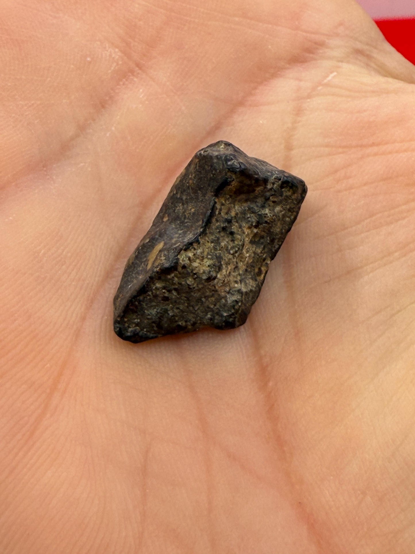 Meteorite NWA 869 Chondrite Stony Meteorite, 3.96 grams, Authentic Meteorite, Authentic Meteorite, COA, Astronomy Gift, Space Gift