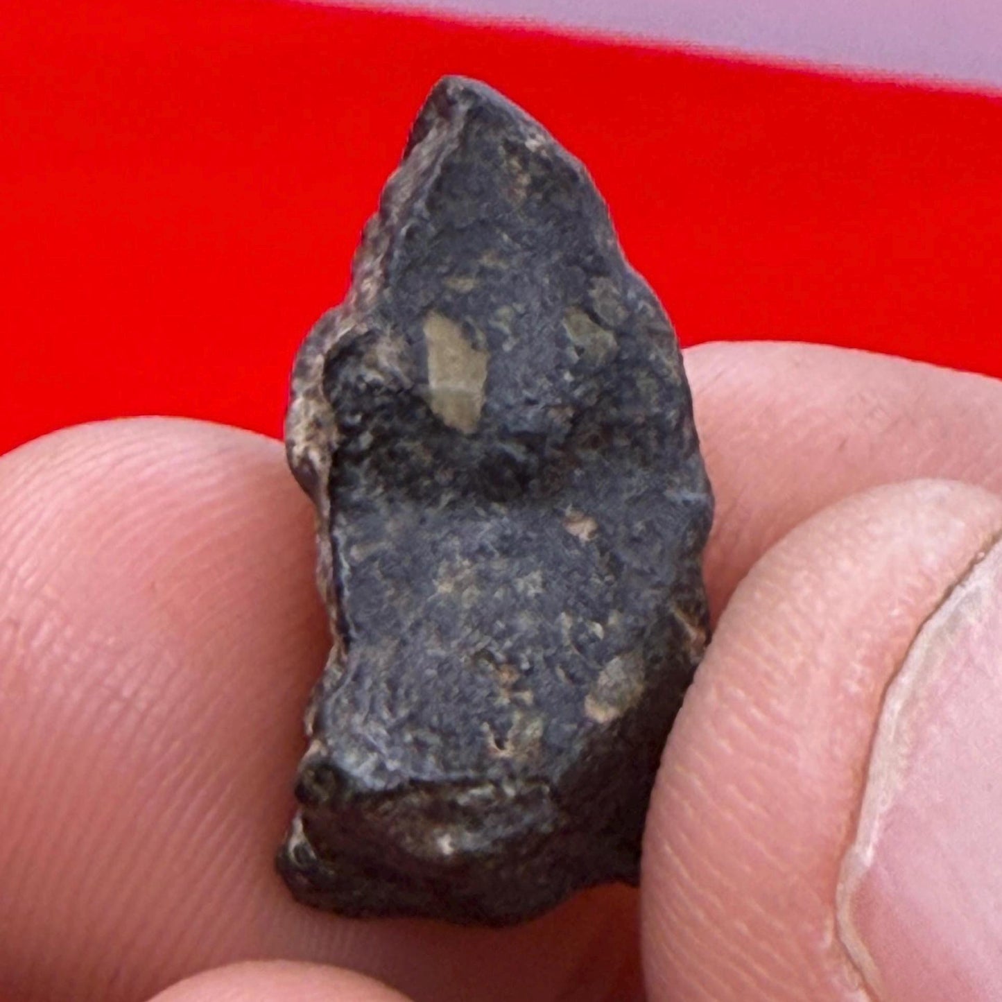 Meteorite NWA 869 Chondrite Stony Meteorite, 3.96 grams, Authentic Meteorite, Authentic Meteorite, COA, Astronomy Gift, Space Gift