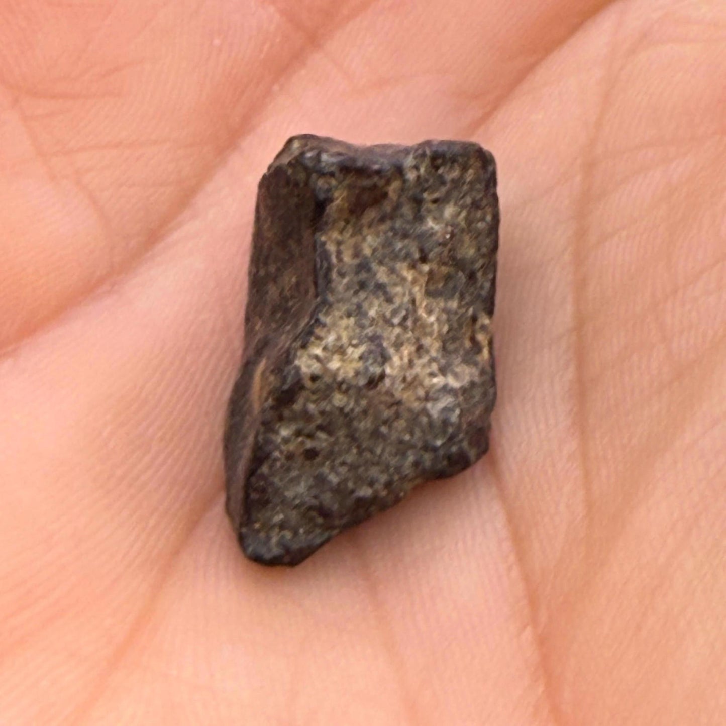 Meteorite NWA 869 Chondrite Stony Meteorite, 3.96 grams, Authentic Meteorite, Authentic Meteorite, COA, Astronomy Gift, Space Gift