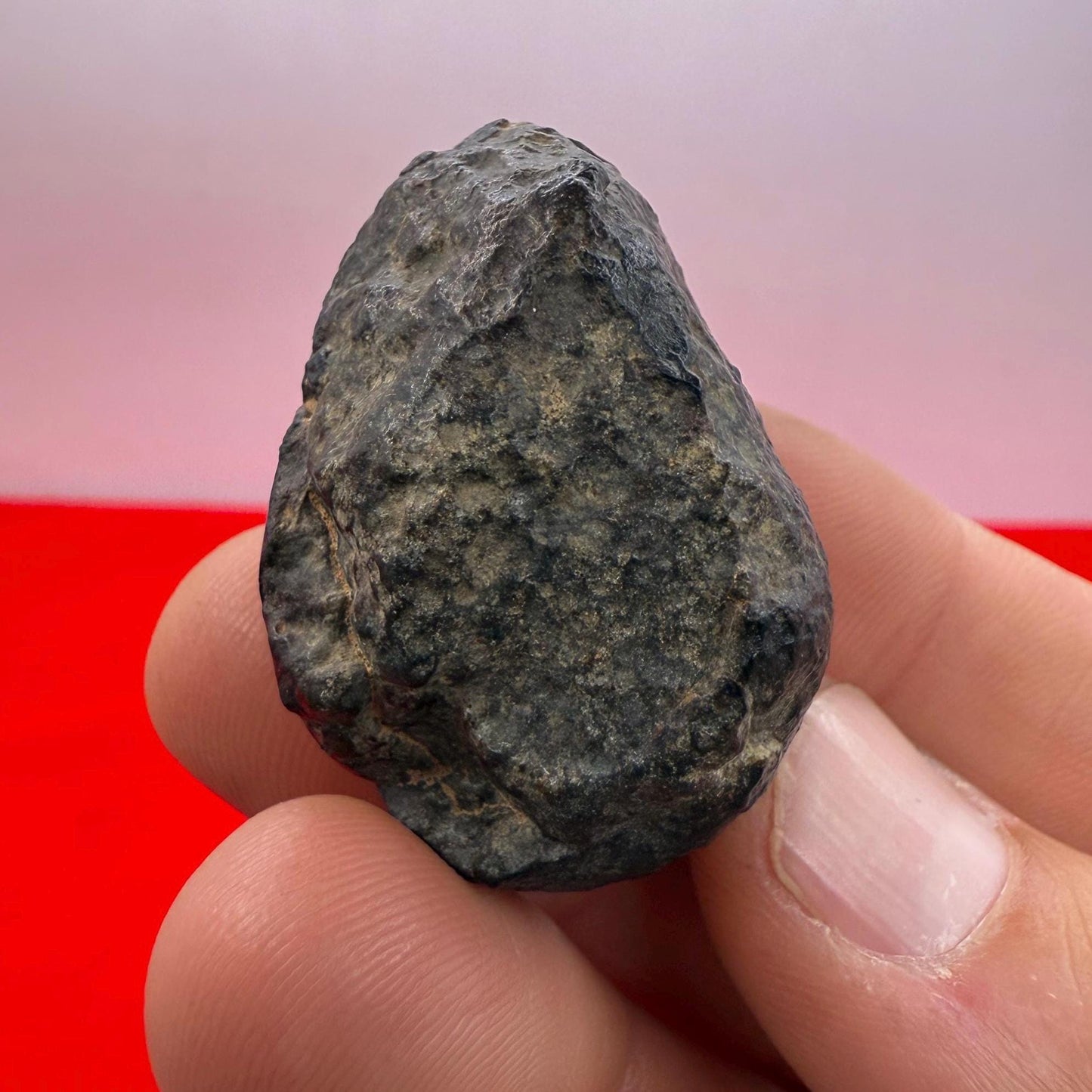 Meteorite NWA 869 Chondrite Stony Meteorite, 30.80 grams, Authentic Meteorite, Authentic Meteorite, COA, Astronomy Gift, Space Gift