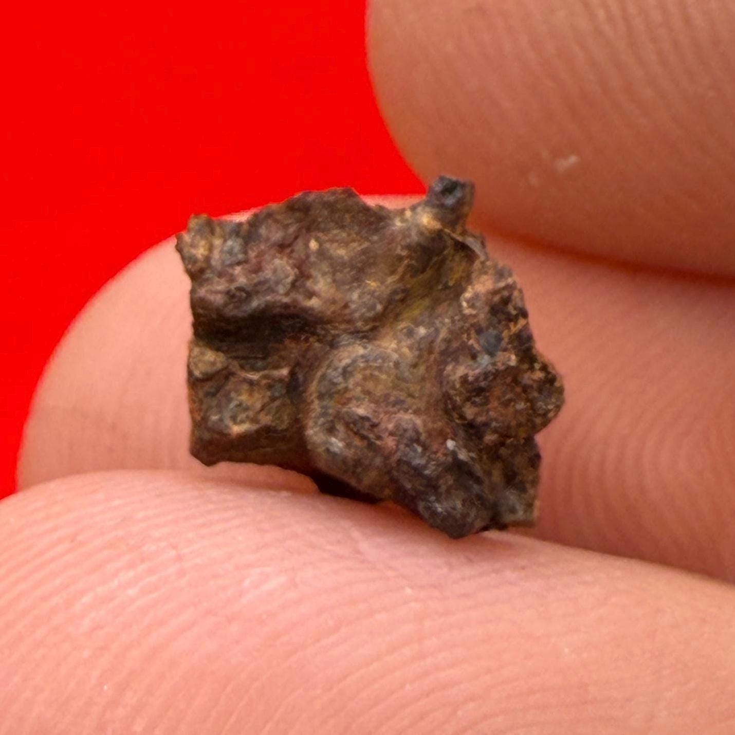 Wolf Creek Meteorite Specimen, Australia, 0.62 grams, Rare Meteorite, Iron Meteorite, Astronomy Gift, Space Gift, Australian Meteorite