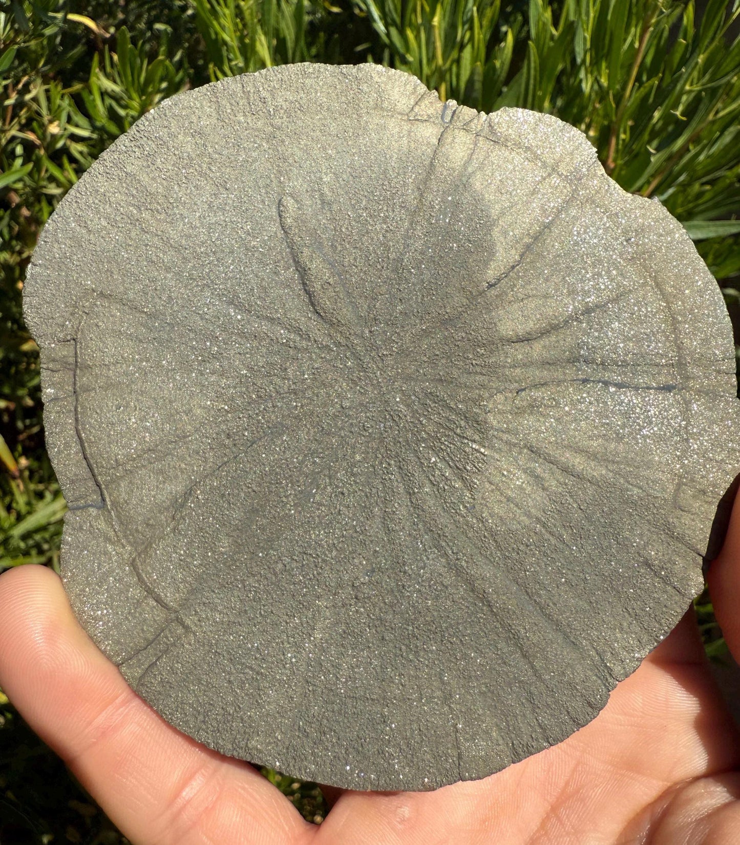Sparkling Pyrite Sun, Pyrite Dollar, Pyrite, Rock Collection, Sparta Illinois, Radiant Sun, Abundance, Creativity, Energy Work, 199.70 Grams