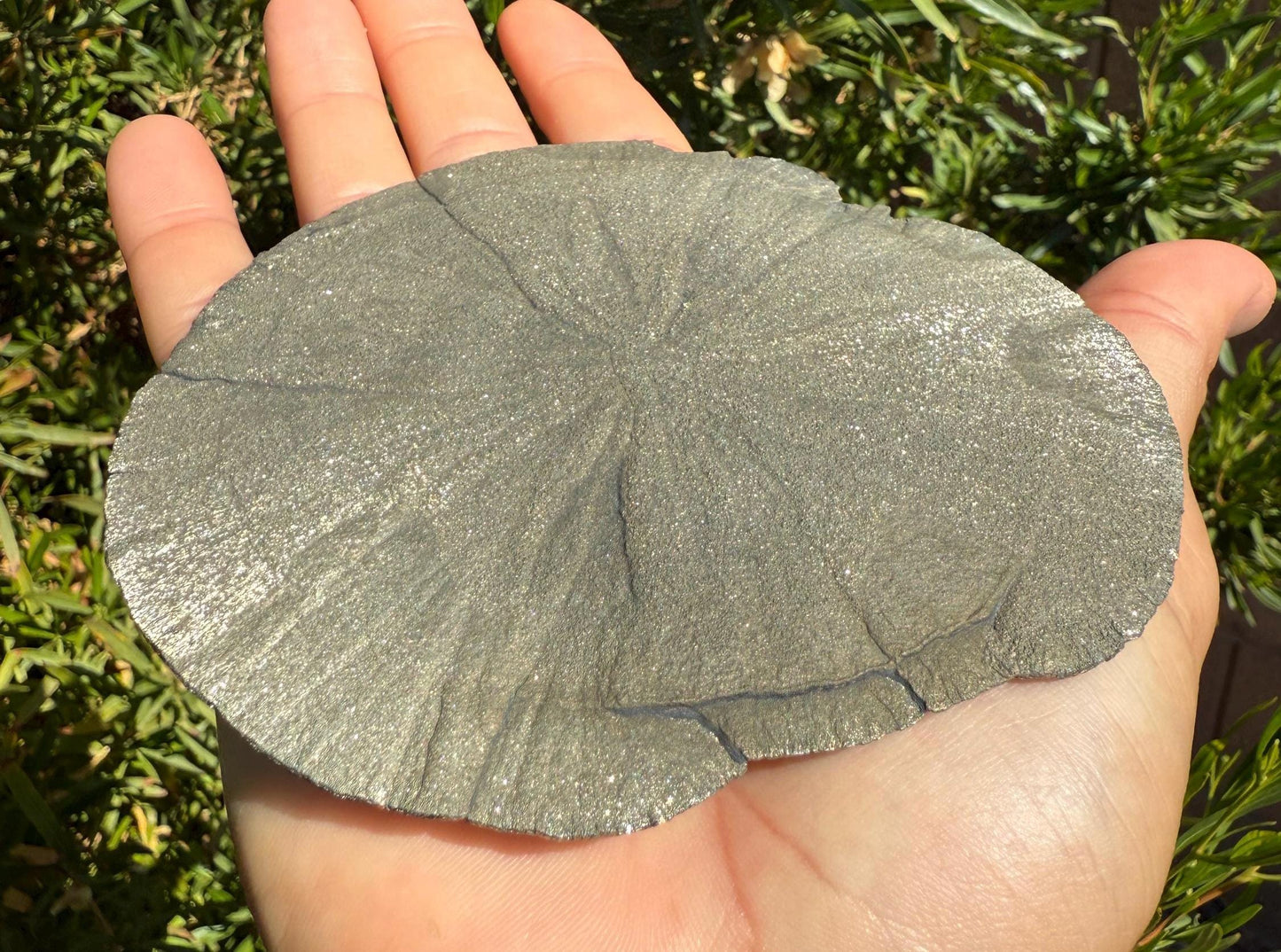 Sparkling Pyrite Sun, Pyrite Dollar, Pyrite, Rock Collection, Sparta Illinois, Radiant Sun, Abundance, Creativity, Energy Work, 199.70 Grams