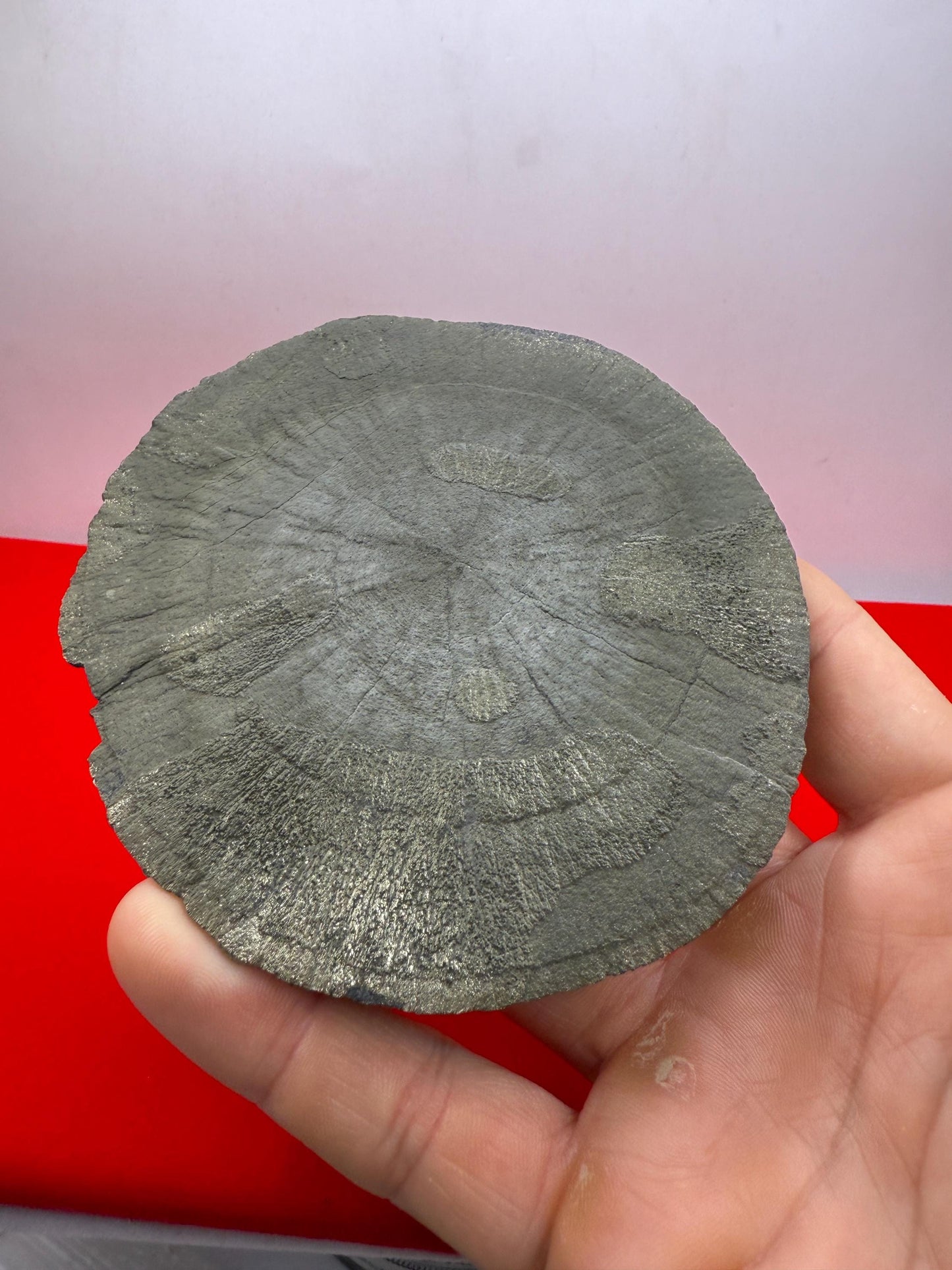 Sparkling Pyrite Sun, Pyrite Dollar, Pyrite, Rock Collection, Sparta Illinois, Radiant Sun, Abundance, Creativity, Energy Work, 160.82 Grams