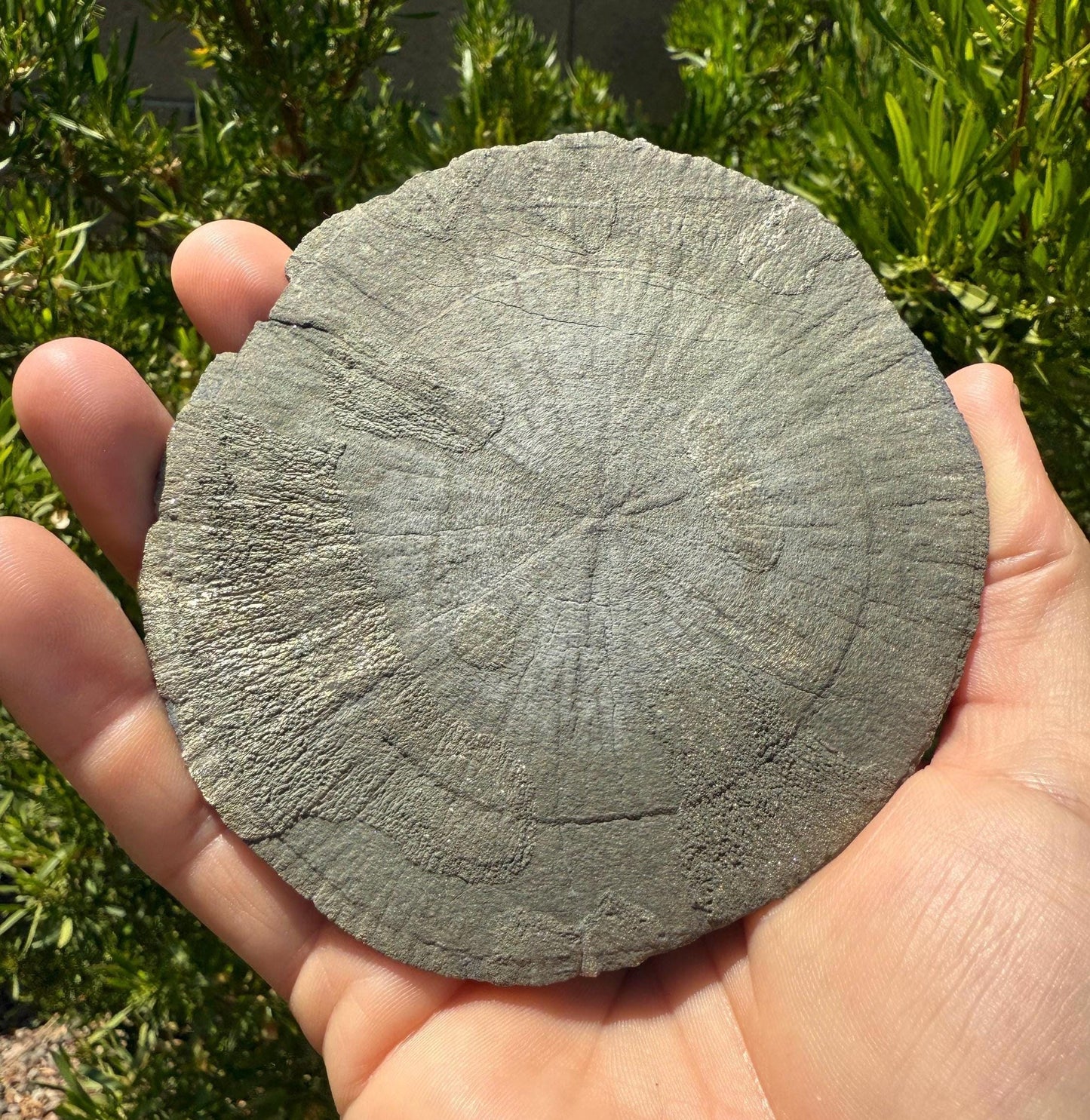Sparkling Pyrite Sun, Pyrite Dollar, Pyrite, Rock Collection, Sparta Illinois, Radiant Sun, Abundance, Creativity, Energy Work, 160.82 Grams