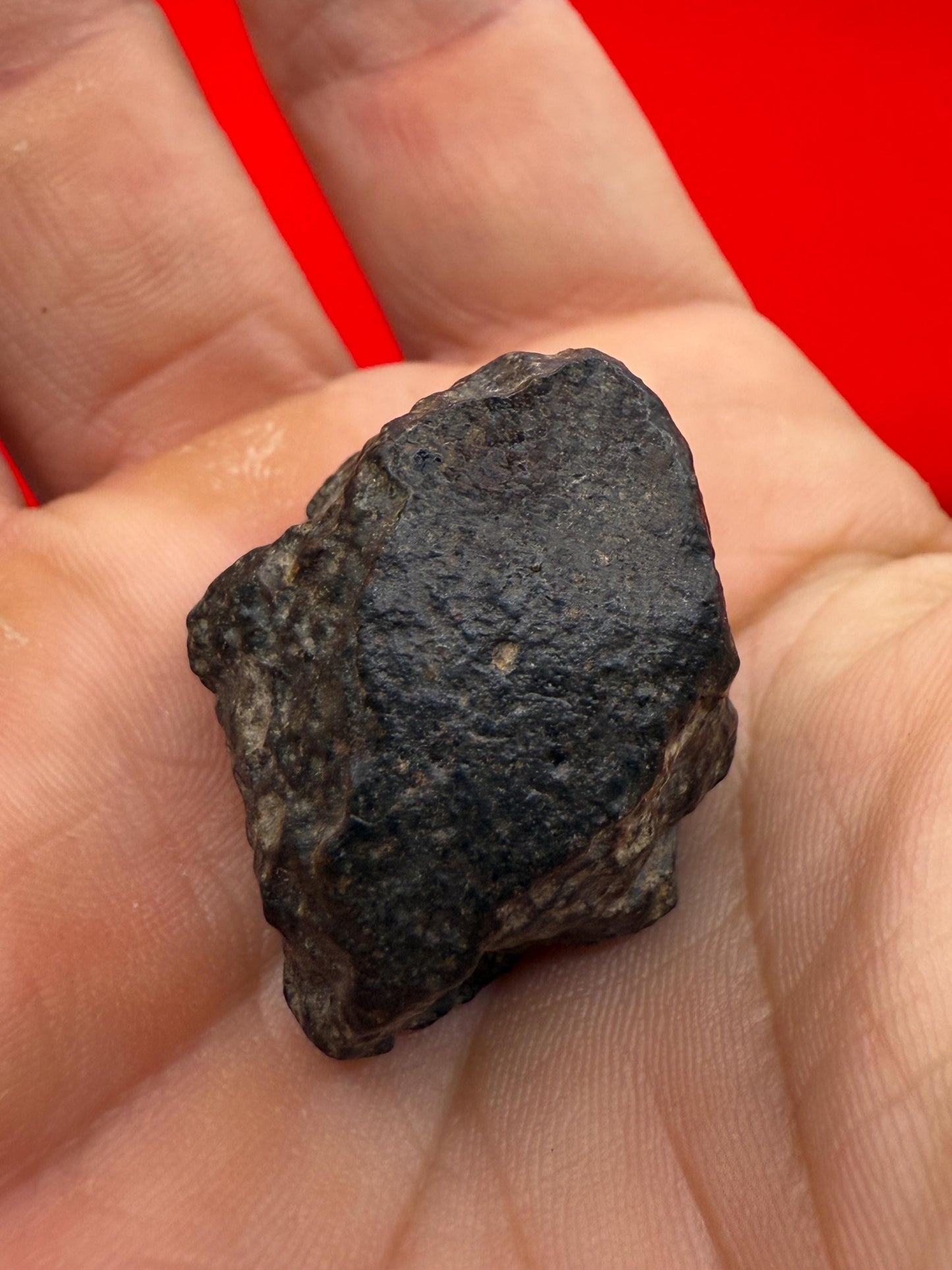 Meteorite NWA 869 Chondrite Stony Meteorite, 20.47 grams, Authentic Meteorite, Meteorite Collection, COA, Astronomy Gift, Space Gift