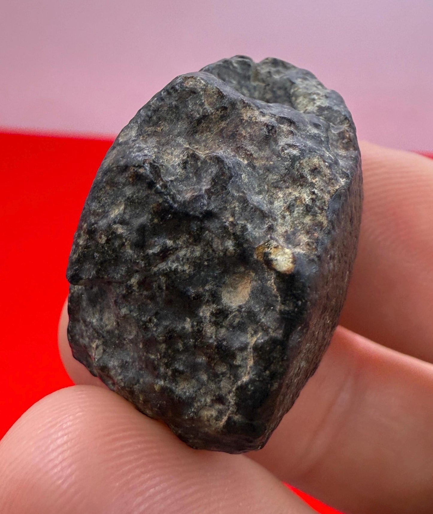 Meteorite NWA 869 Chondrite Stony Meteorite, 20.47 grams, Authentic Meteorite, Meteorite Collection, COA, Astronomy Gift, Space Gift