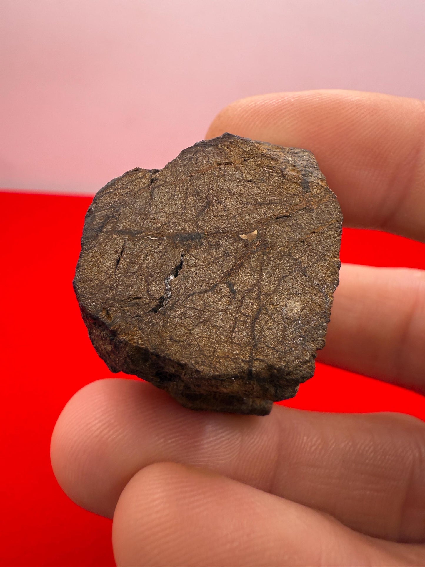 Rare Al Haggouina 001 Enstatite Chondrite Meteorite, 50.69g, Ex. Greg Hupe Collection, Cut Base with Internal Pattern