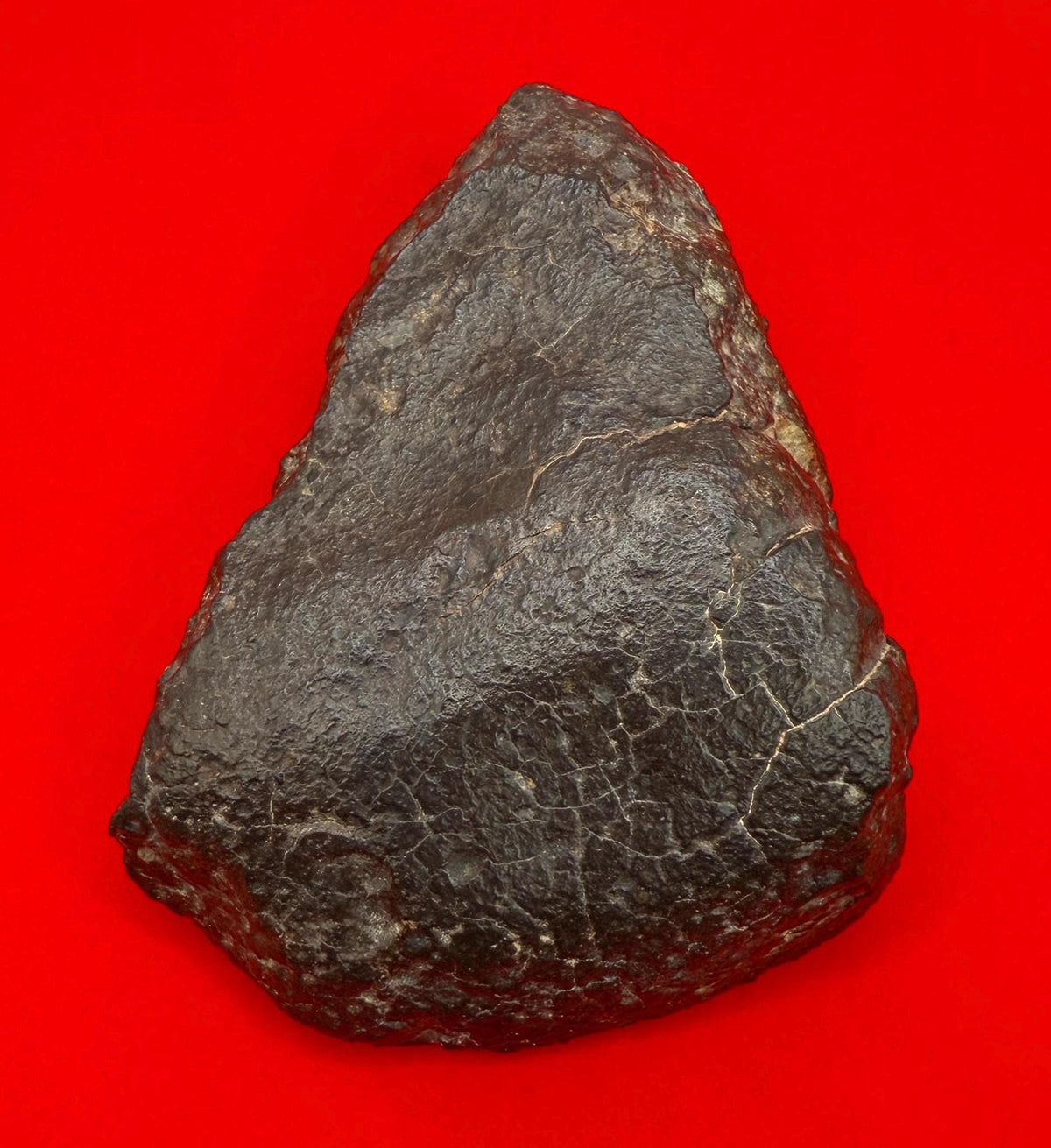 NWA 869 Meteorite 343.29g | Large Oriented Chondrite with Fusion Crust | COA