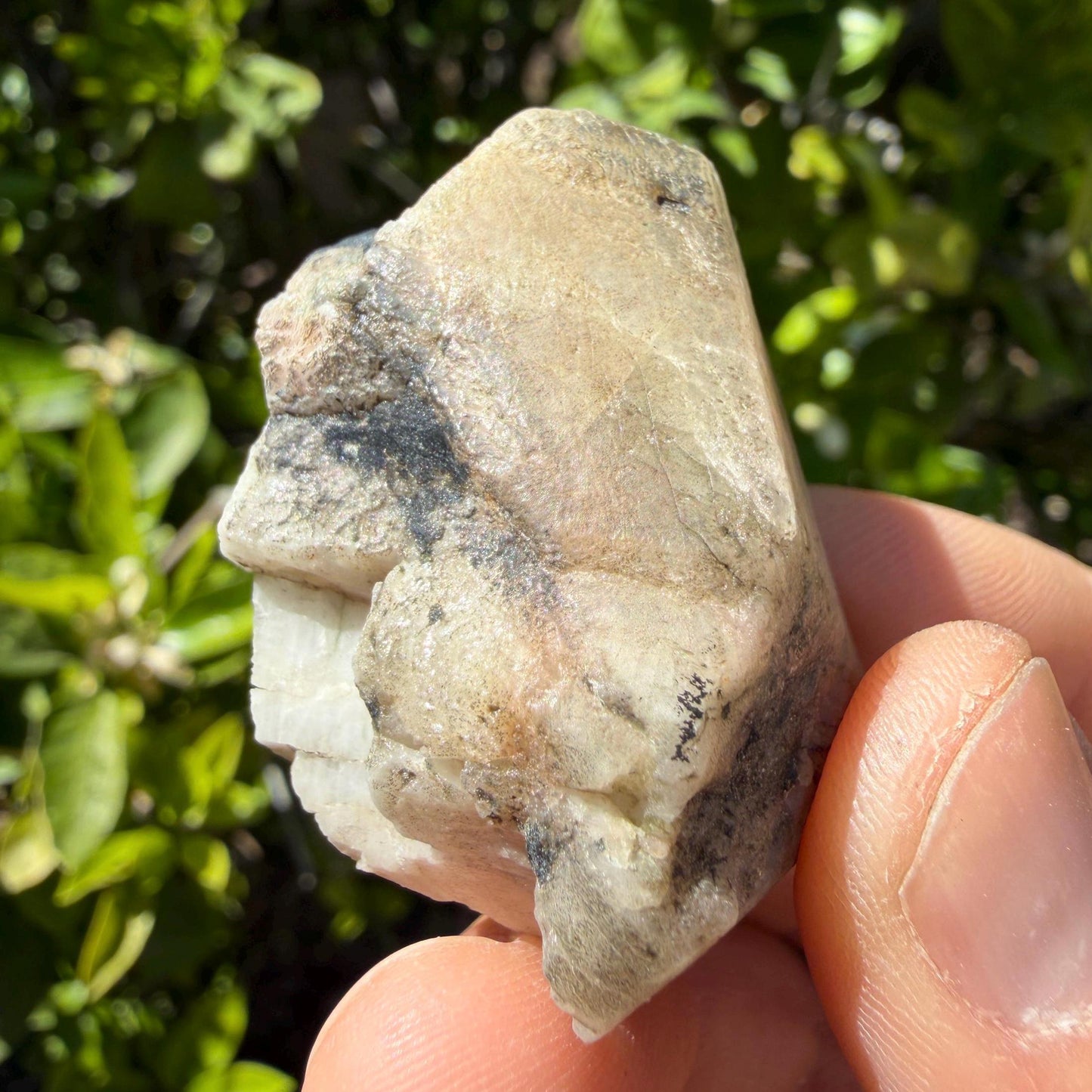 Brazilian Phenacite Crystal: High Vibration Meditation Crystal, 39.56g/198ct