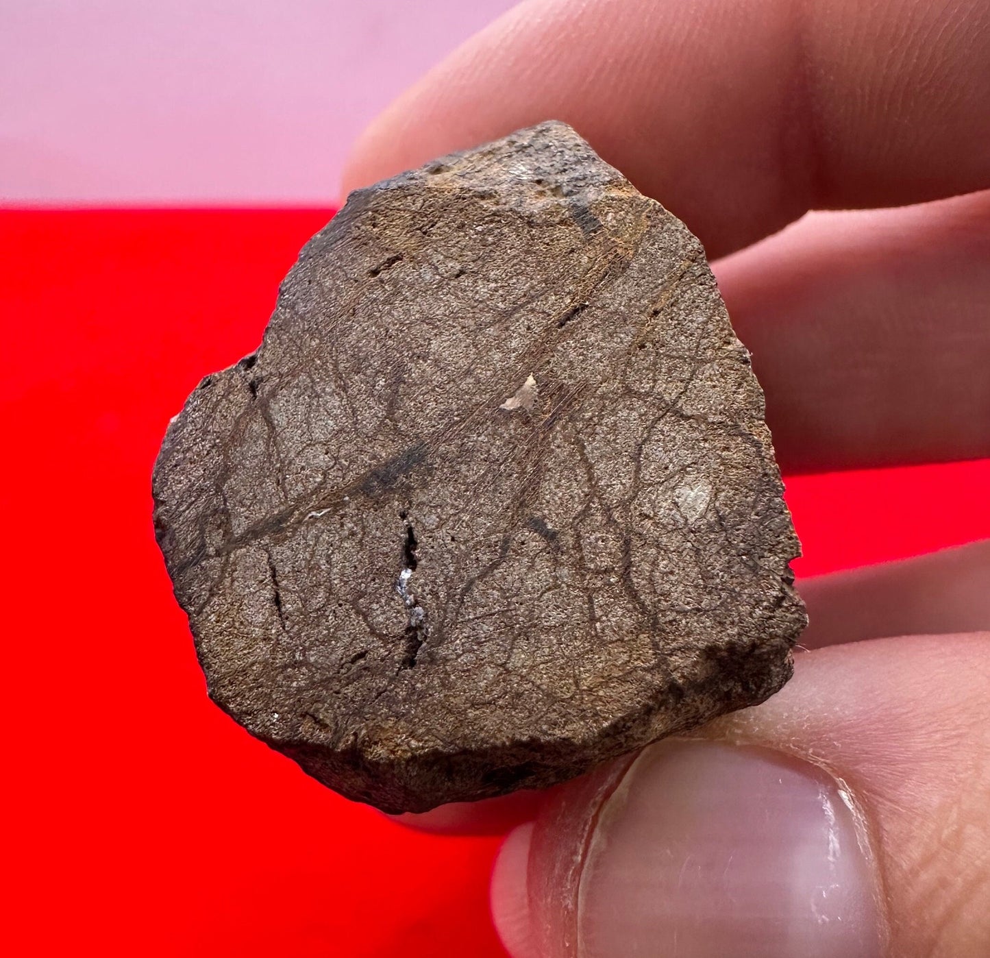 Beautiful Meteorite Al Haggounia 001 Chondrite “Stony Meteorite”, 170 grams, Astronomy Gift, Space Gift, Meteorite Collection, Morocco