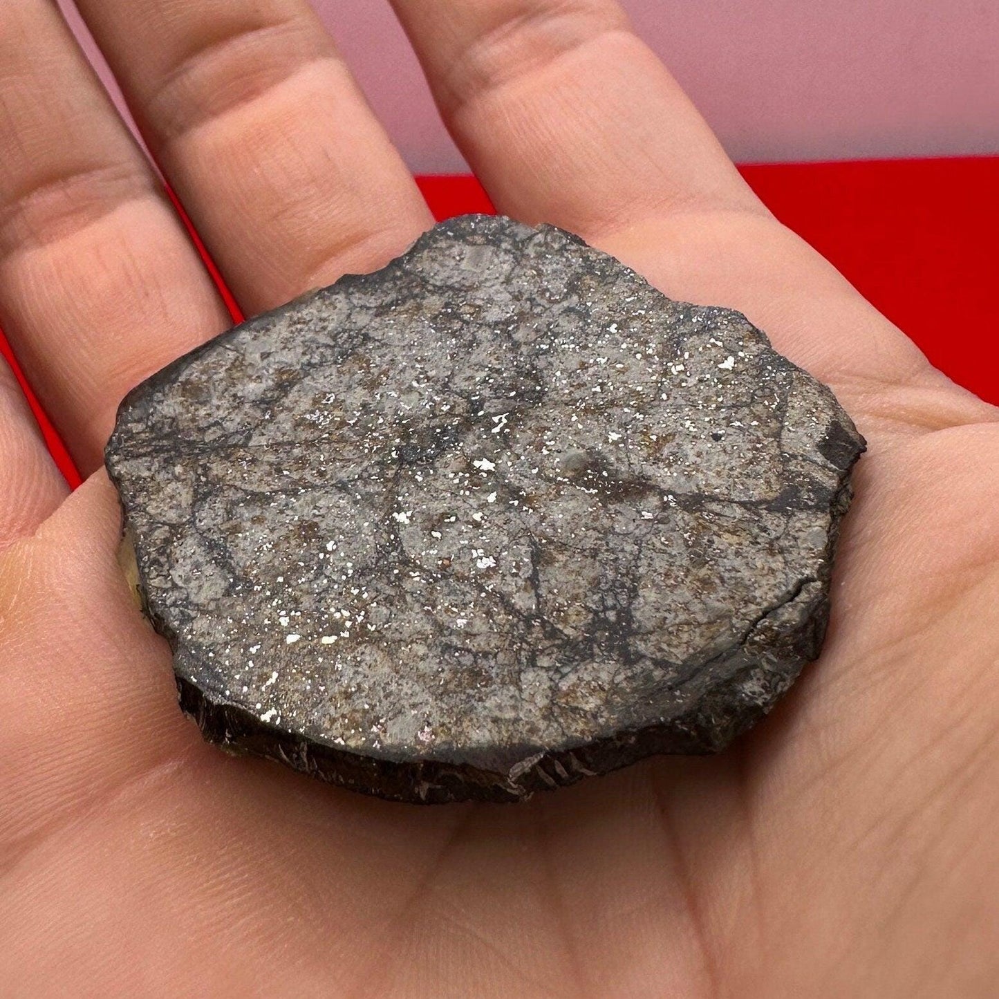 Vinales Meteorite Slice, Vinales, L6 Chondrite, Wintessed Fall, Chondrules, Meteorite Collection, Chondrite, Astronomy Gift, 16.00 grams