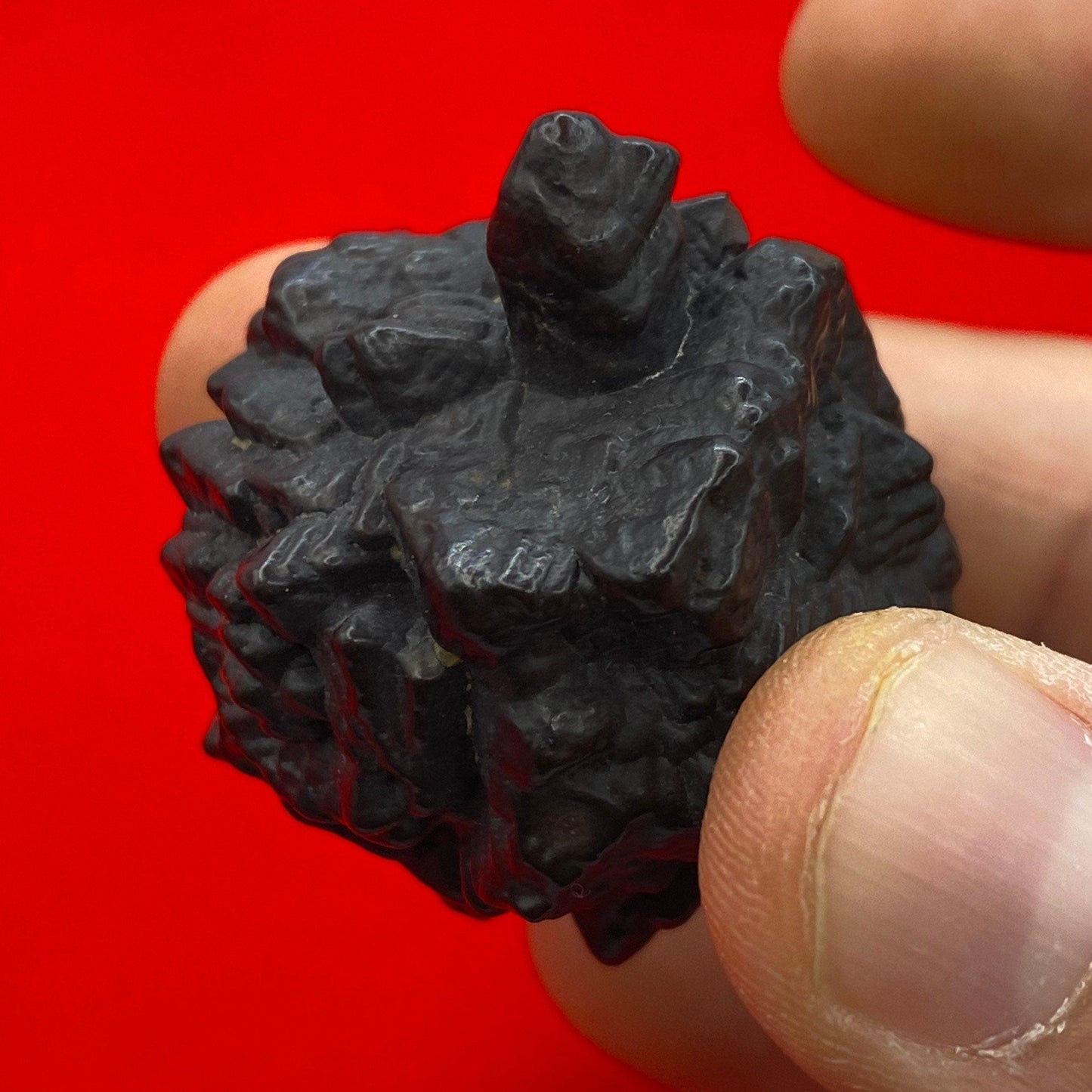 Rare Cluster Prophecy Stone from Egypt with a single horn, Inner Vision, Dreamwork stone, Energy Work, Reiki, Rock Collection, 58.84 grams