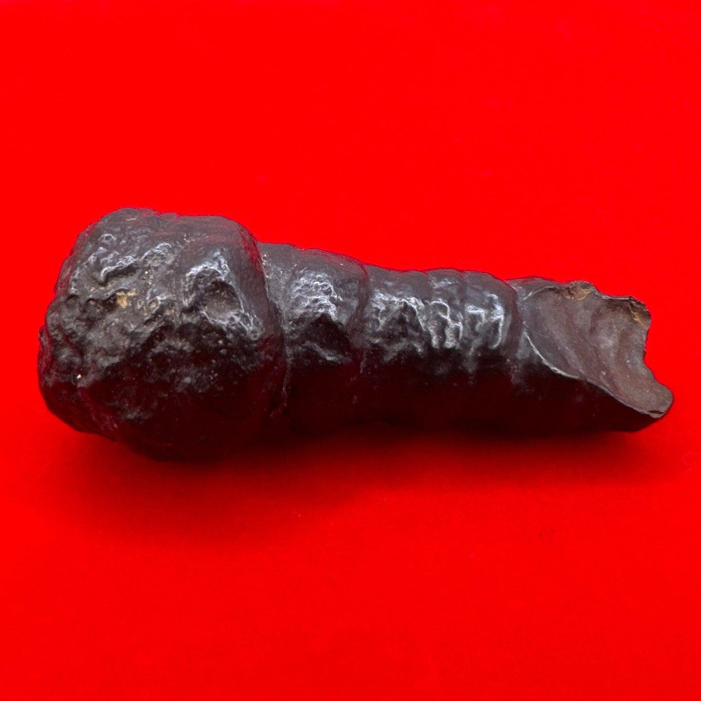 Rare and Unique Large Elongated Prophecy Stone from Egypt, Witches Toe, Authentic, Inner Vision, Dreamwork, Energy Work, 42.29 grams