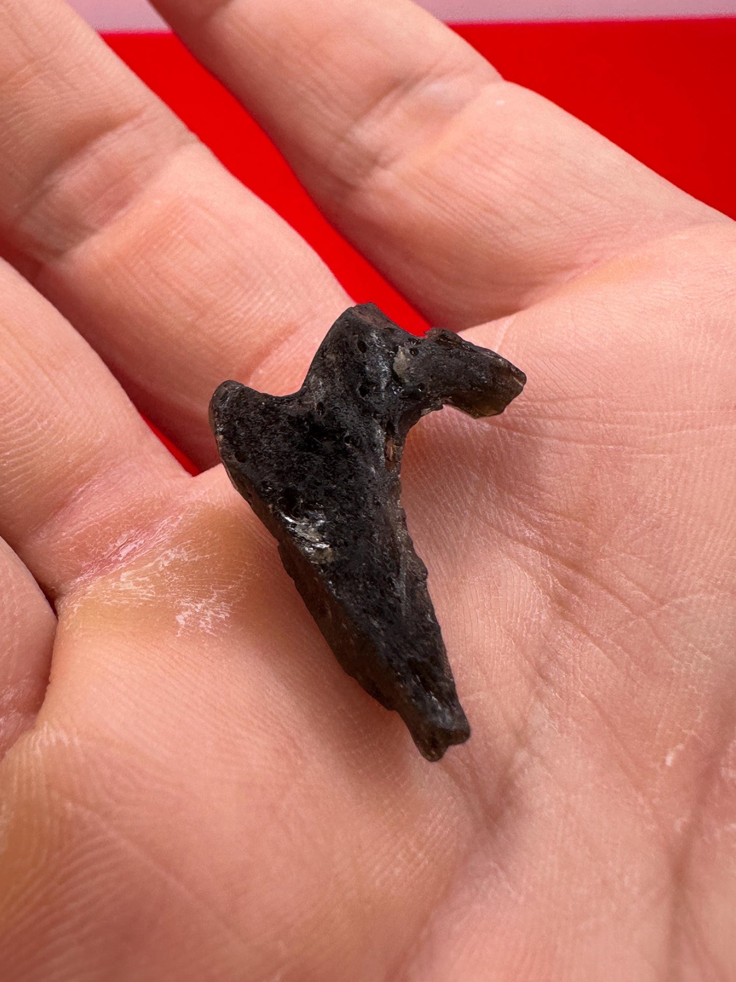 Darwin Glass, Darwinite, Tektite, Grounding, Manifestation Talisman, Tasmania, Astronomy Gift, Tektite Collection, 2.21 grams