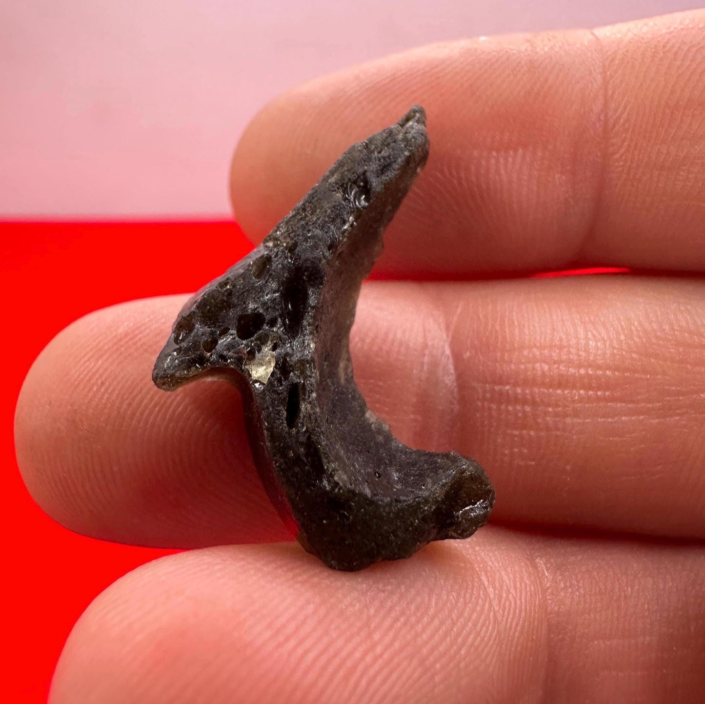 Darwin Glass, Darwinite, Tektite, Grounding, Manifestation Talisman, Tasmania, Astronomy Gift, Tektite Collection, 2.21 grams