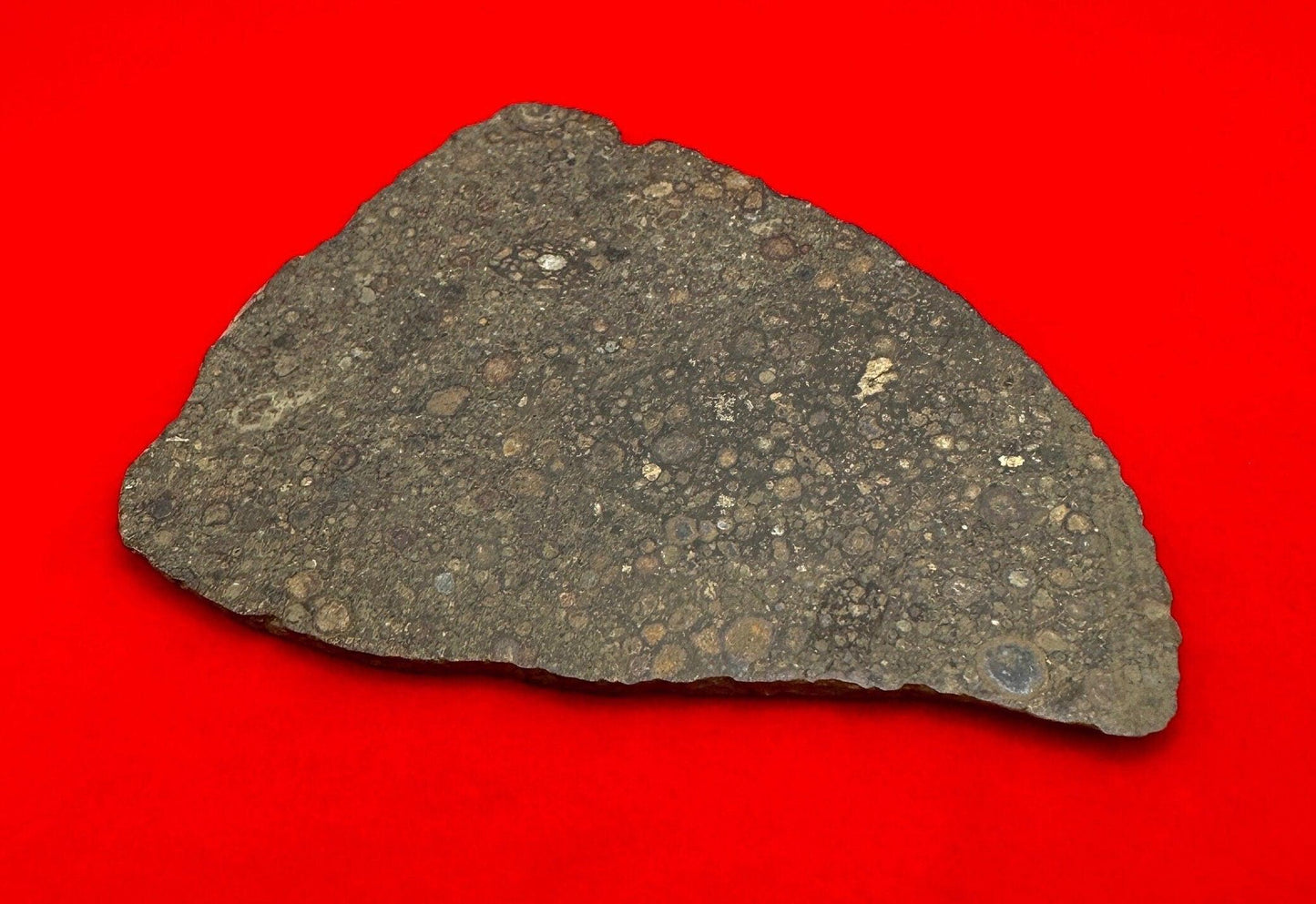 NWA 14793 Meteorite Slice, CV3, Carbonaceous Chondrite, Chondrules, Meteorite, Meteorite Collection, Chondrite, Astronomy Gift, 18.99 grams