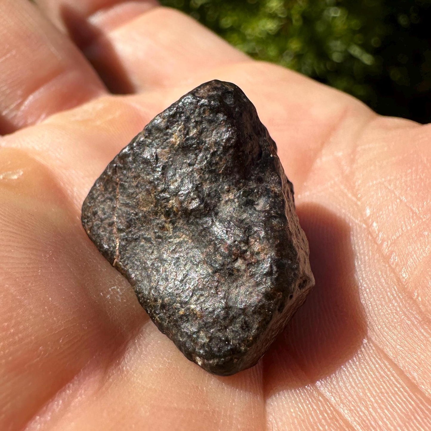 Meteorite NWA 869 Chondrite Stony Meteorite, 10.36 grams, Authentic Meteorite, Authentic Meteorite, COA, Astronomy Gift, Space Gift