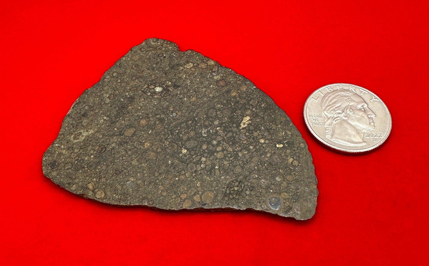 NWA 14793 Meteorite Slice, CV3, Carbonaceous Chondrite, Chondrules, Meteorite, Meteorite Collection, Chondrite, Astronomy Gift, 18.99 grams