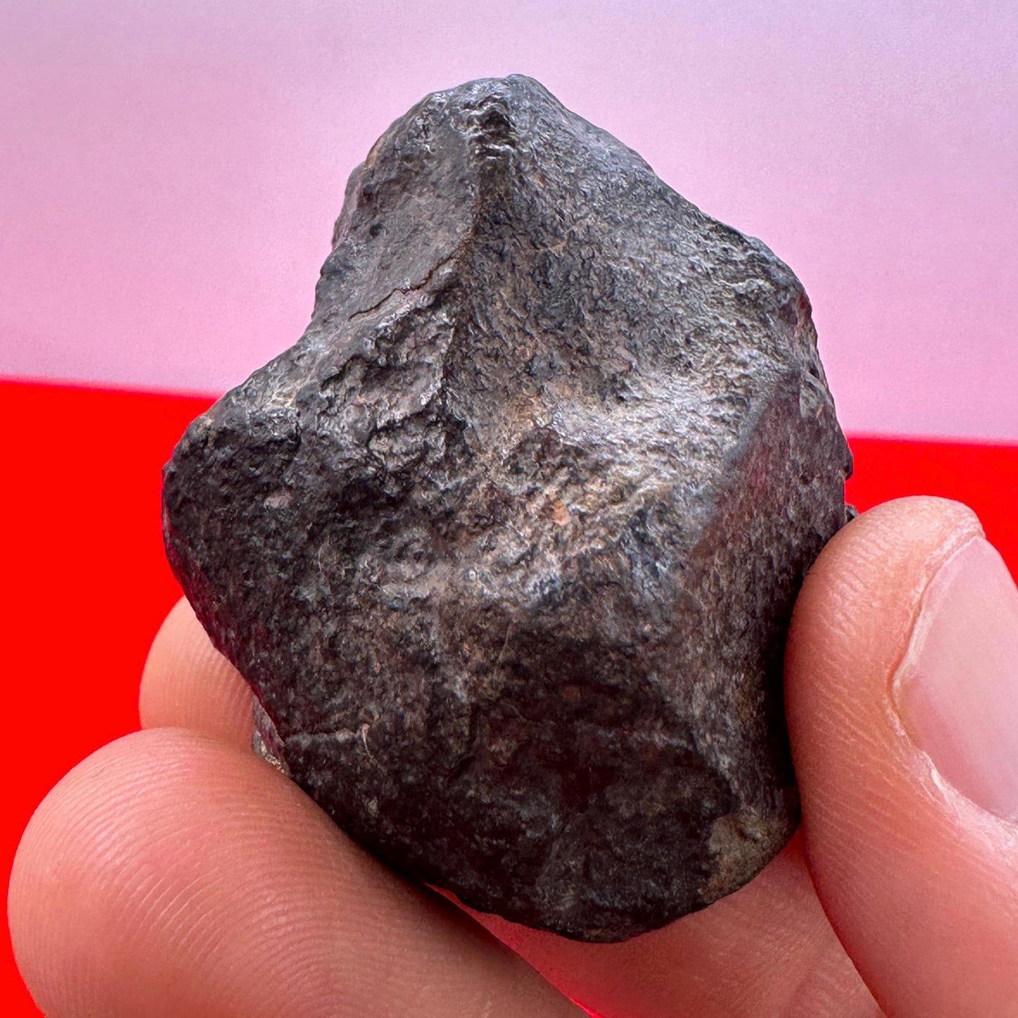 Meteorite NWA 869 Chondrite Stony Meteorite, 53.83 grams, Authentic Meteorite, Authentic Meteorite, COA, Astronomy Gift, Space Gift