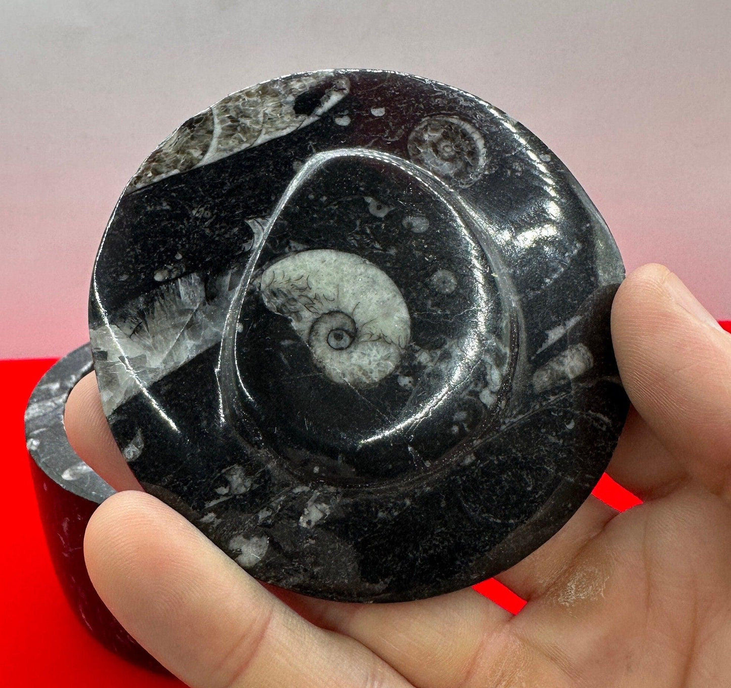 Beautiful Ammonite Handmade Stash Box, Round Black Marble Box with Fitted Lid, Golden Section, Fossil, Morocco, 15.1 ounces