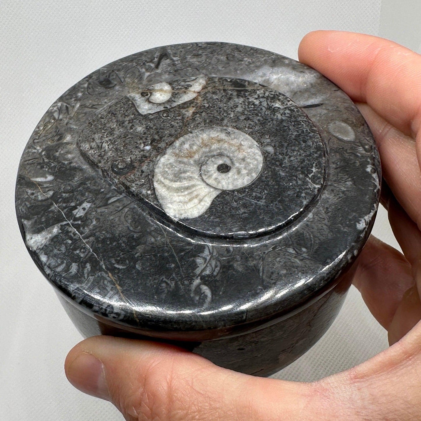 Beautiful Ammonite Handmade Stash Box, Round Black Marble Box with Fitted Lid, Golden Section, Fossil, Morocco, 13.7 ounces