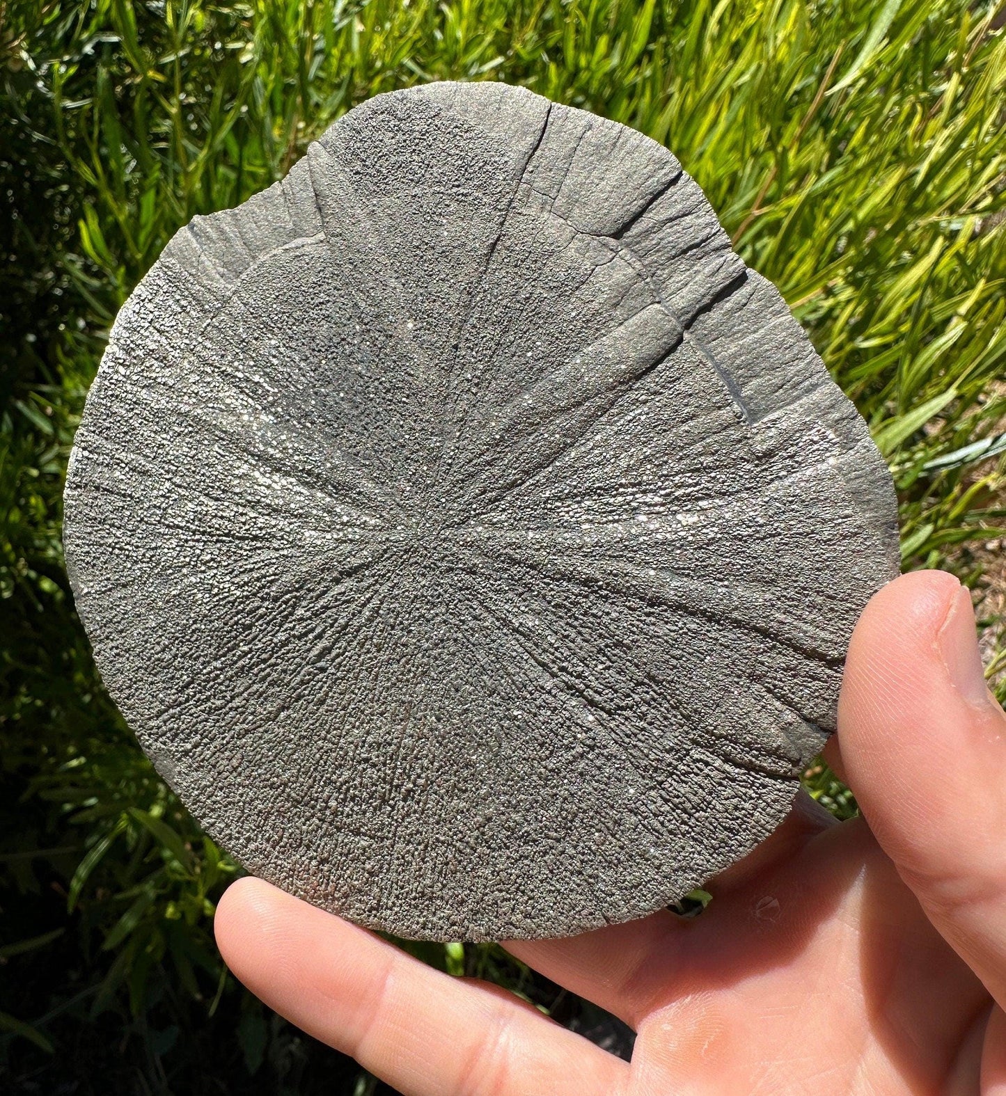 Large Pyrite Sun, Pyrite Dollar, Pyrite, Rock Collection, Sparta Illinois, Radiant Sun, Abundance, Creativity, Energy Work, 204.56 Grams