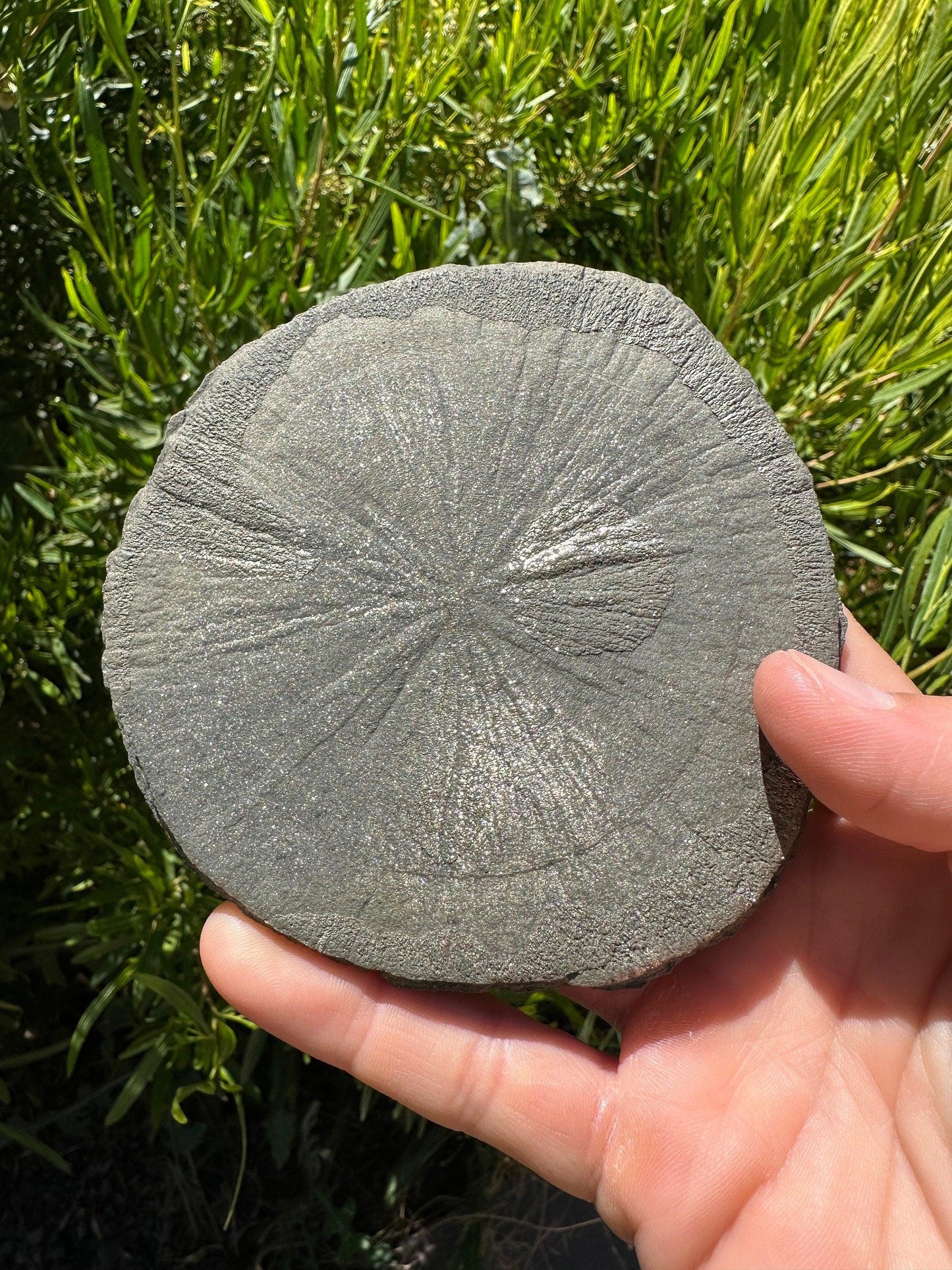 Large Pyrite Sun, Pyrite Dollar, Pyrite, Rock Collection, Sparta Illinois, Radiant Sun, Abundance, Creativity, Energy Work, 333.79 Grams