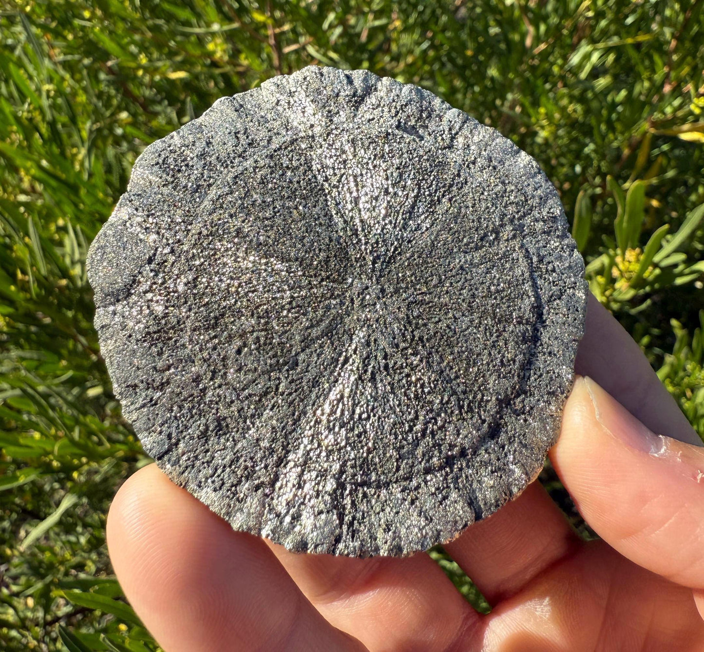 Sparkling Pyrite Sun, Pyrite Dollar, Pyrite, Rock Collection, Sparta Illinois, Radiant Sun, Abundance, Creativity, Energy Work, 60.08 Grams