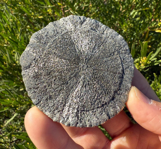 Sparkling Pyrite Sun, Pyrite Dollar, Pyrite, Rock Collection, Sparta Illinois, Radiant Sun, Abundance, Creativity, Energy Work, 60.08 Grams