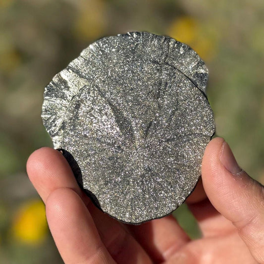 Pyrite Sun, Pyrite Dollar, Sparkling Pyrite, Rock Collection, Sparta Illinois, Radiant Sun, Abundance, Creativity, Energy Work, 67.38 Grams