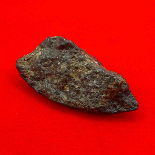 Meteorite NWA 869 Chondrite Stony Meteorite, 8.72 grams, Authentic Meteorite, Authentic Meteorite, COA, Astronomy Gift, Space Gift